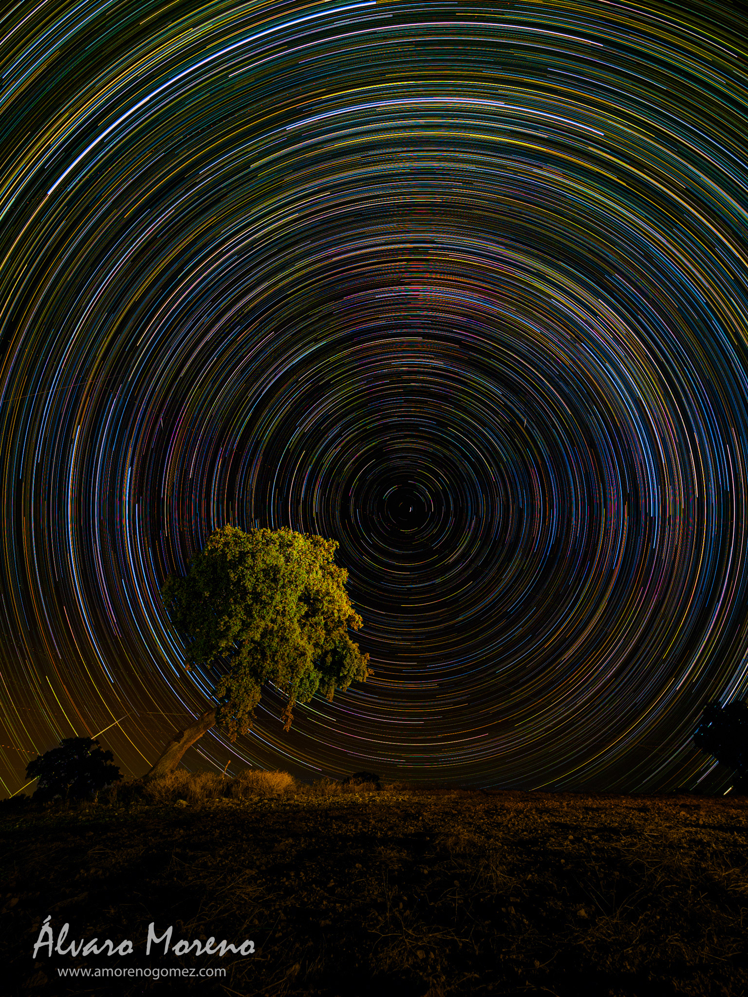 Circumpolar en una encina de los campos de Toledo.