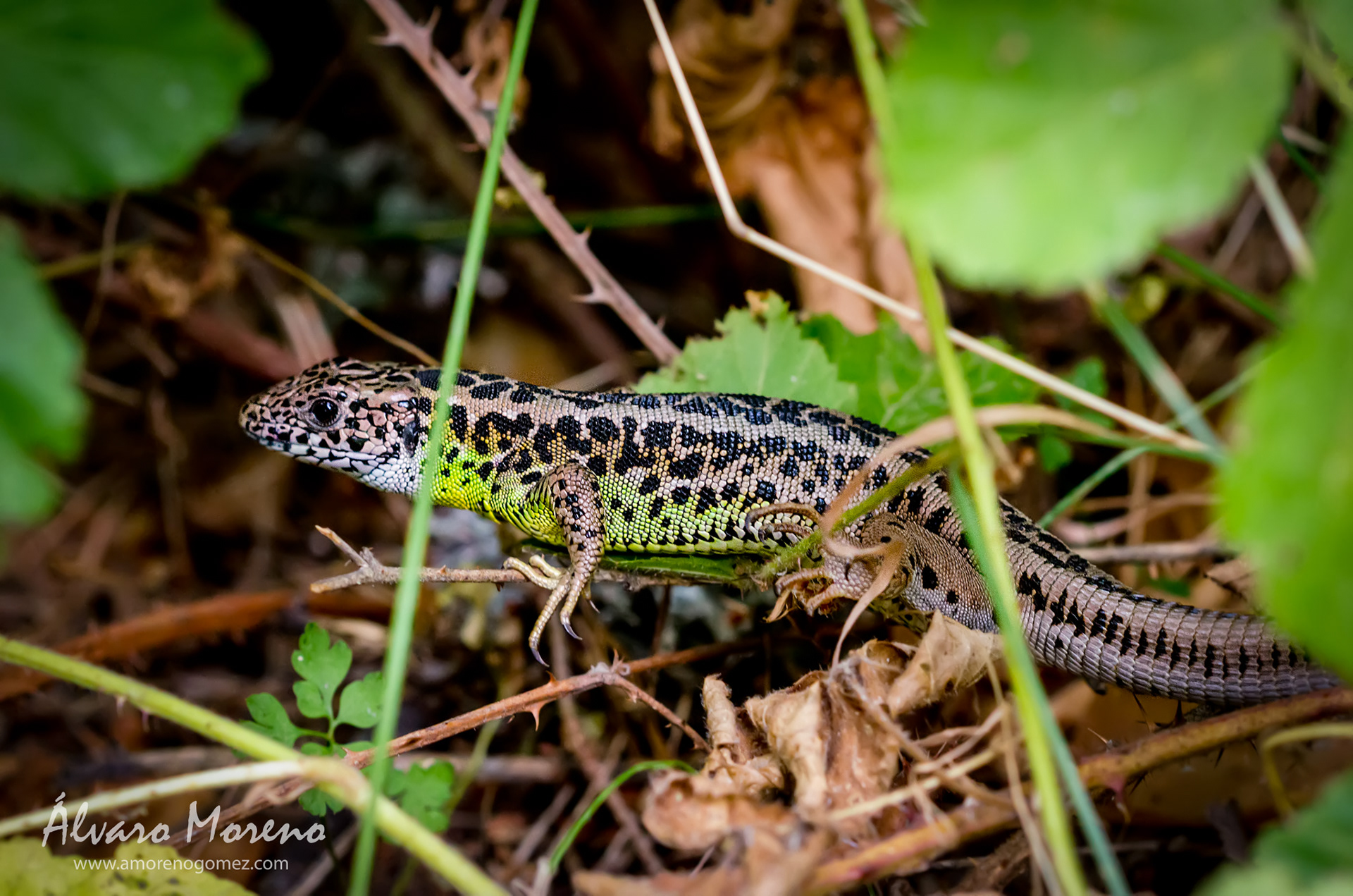 Lagarto Verdinegro en "Los Asientos". Área Recreativa en los bosques de Valsaín. Realizada a pulso después de escapárseme y no pudiendo evitar las ramas de delante para que no huyera otra vez. Lizard Verdinegro on "Los Asientos". Recreation Area in the forests of Valsaín. Realized pulse after failing to prevent escape me and branches in front so you do not run away again.