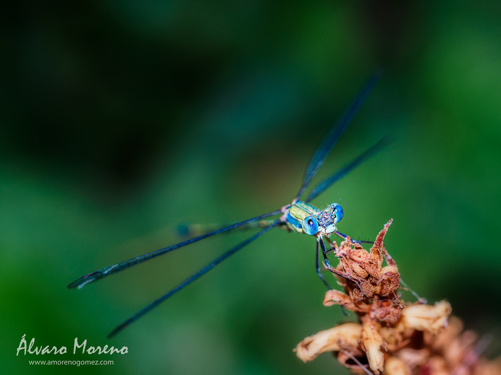 Caballito del diablo posado al sol.