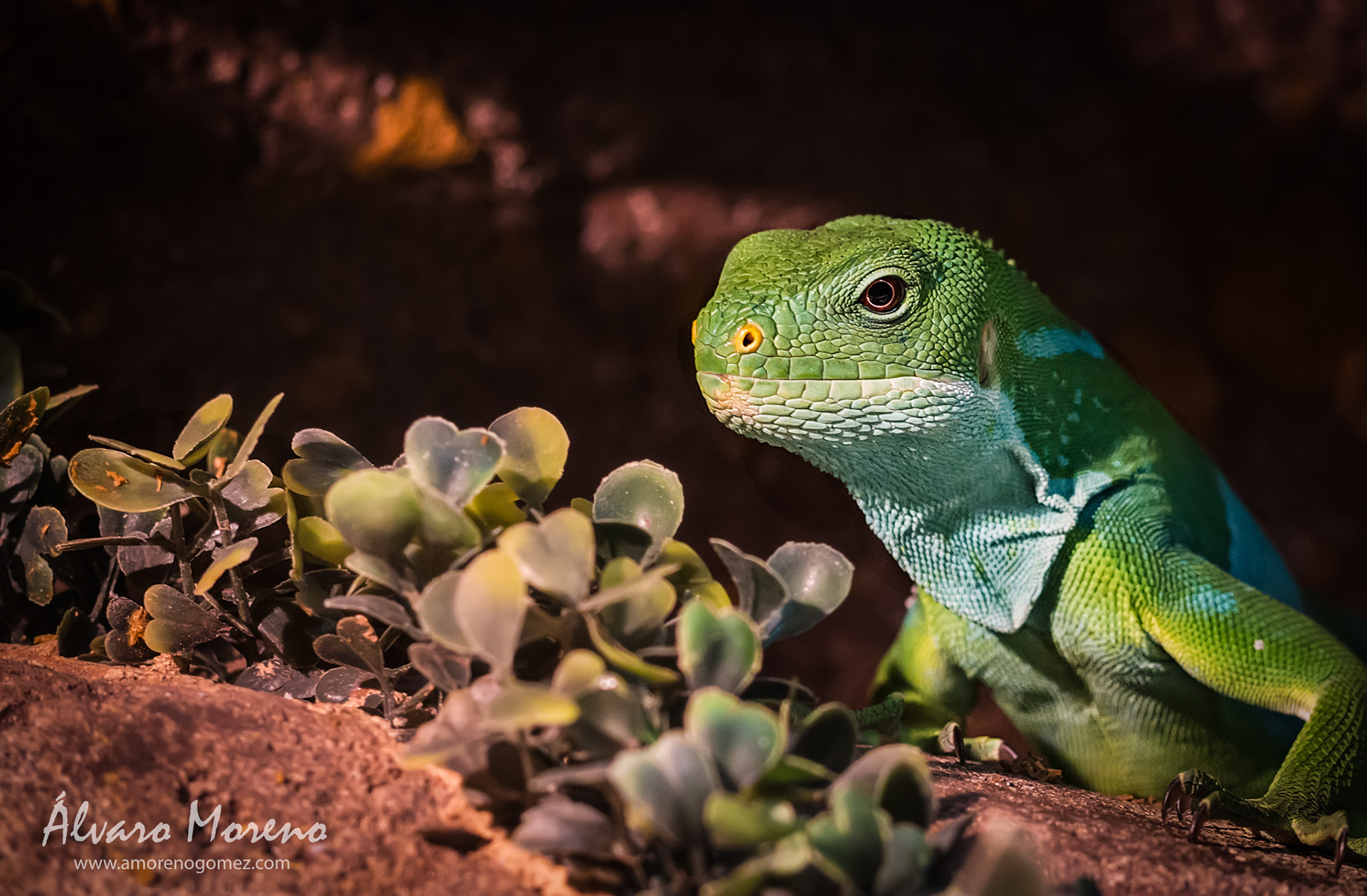 Fijian crested iguana
