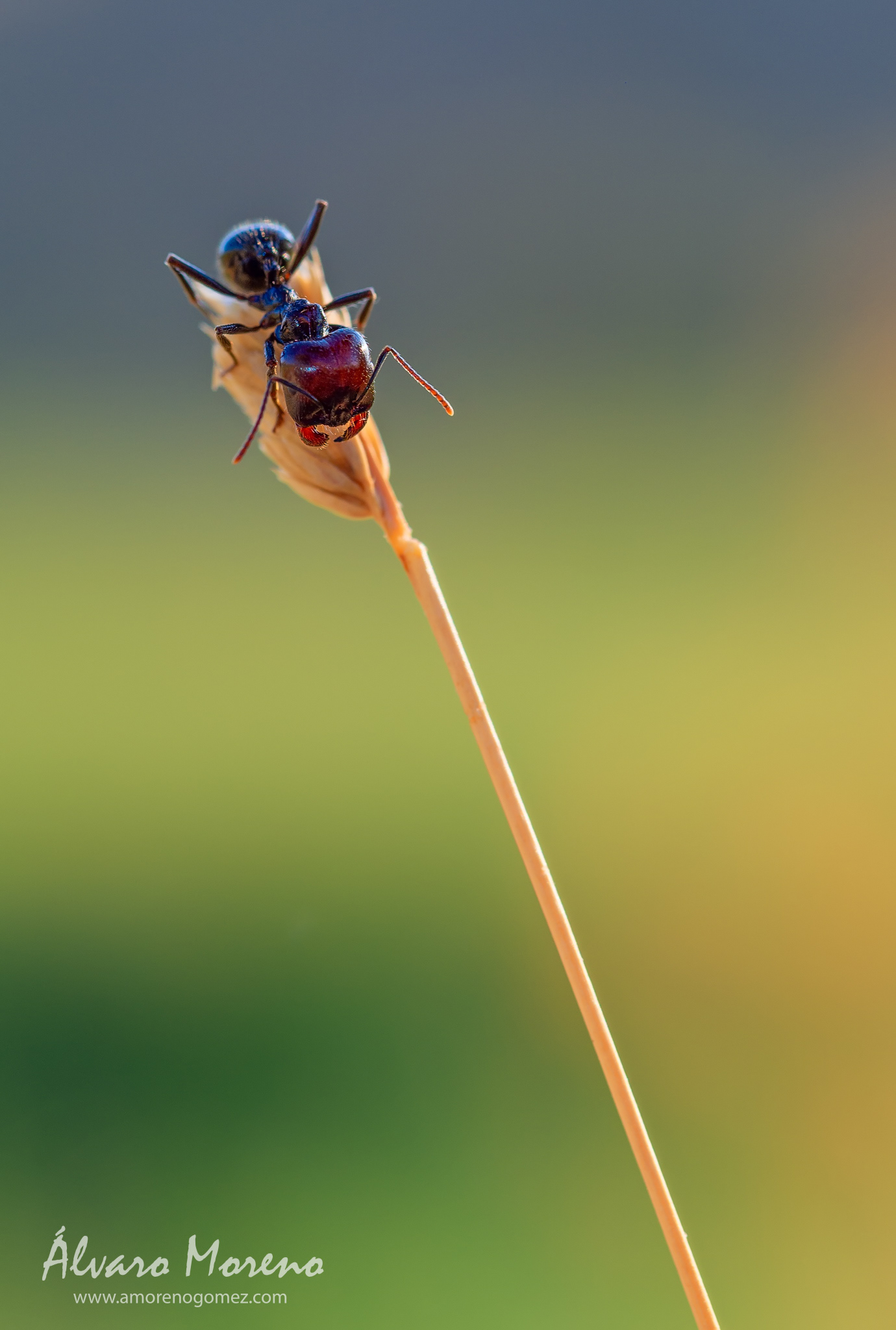 Hormiga en lo alto de la espiga.