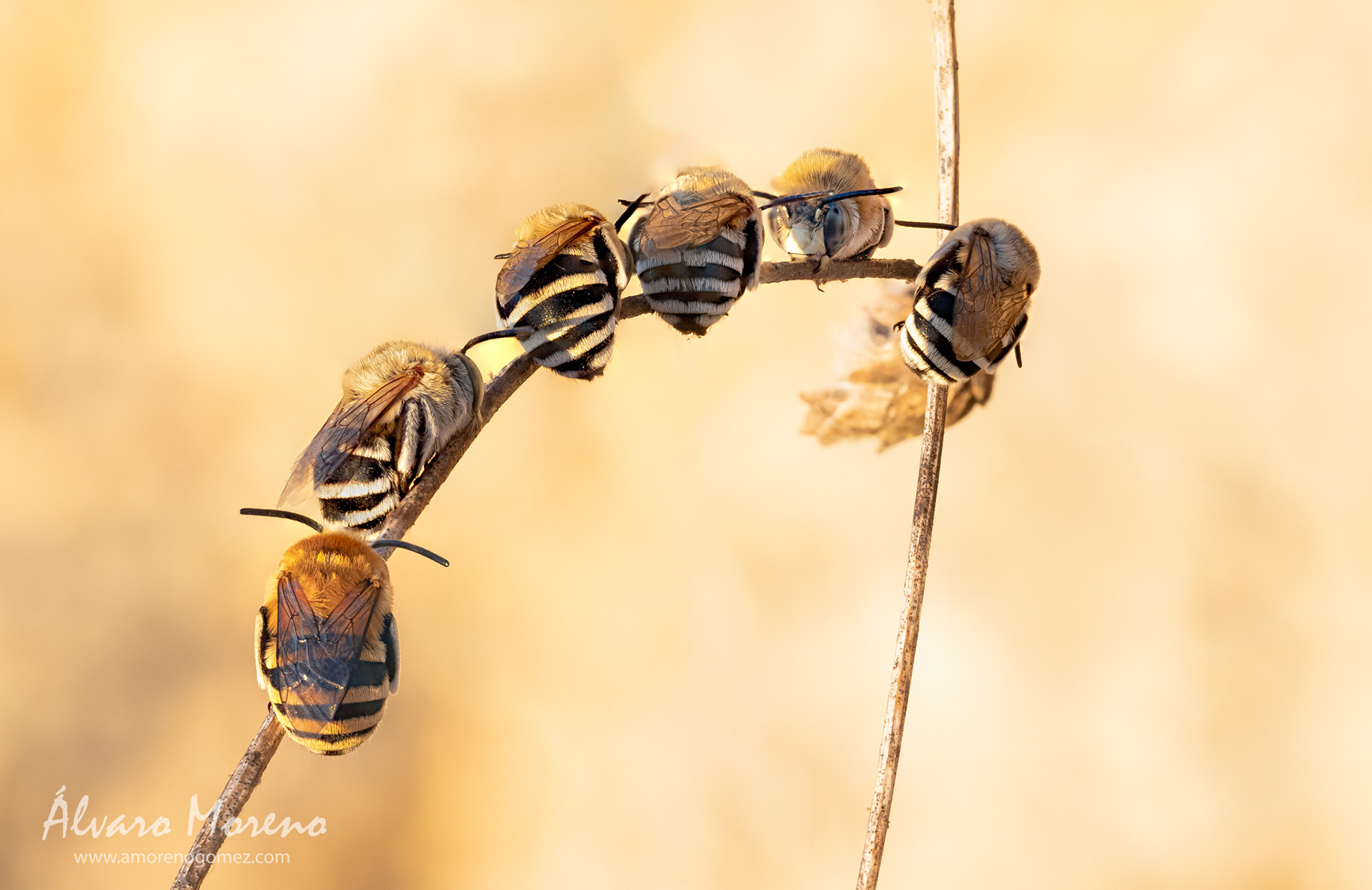 Pequeñas abejas durmiendo en una rama en un fresco amanecer