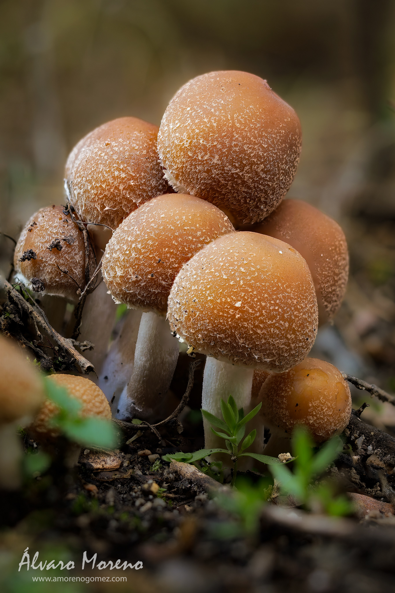 Conjunto de pequeñas setas en el Monte de El Pardo  -- OM System OM-1 | M.Zuiko Digital ED 60mm F2.8 Macro  --   ISO 1600 | 1/1250 sec | f2.8 | 60mm
