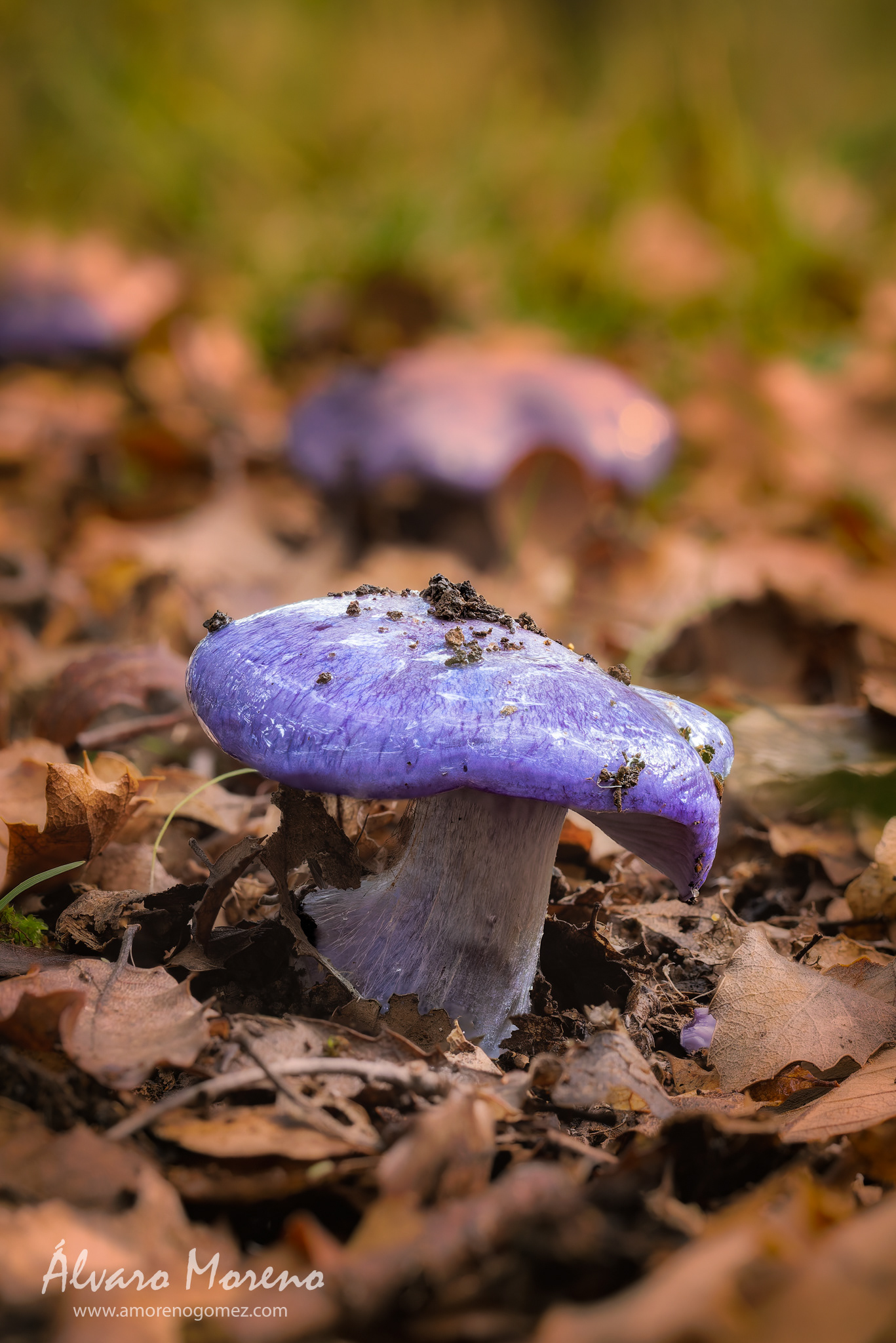 Destacando en el fondo del bosque -- OM System OM-1 | M.Zuiko Digital ED 60mm F2.8 Macro --  ISO 1600 | 1/1250 sec | f5.0 | 60mm