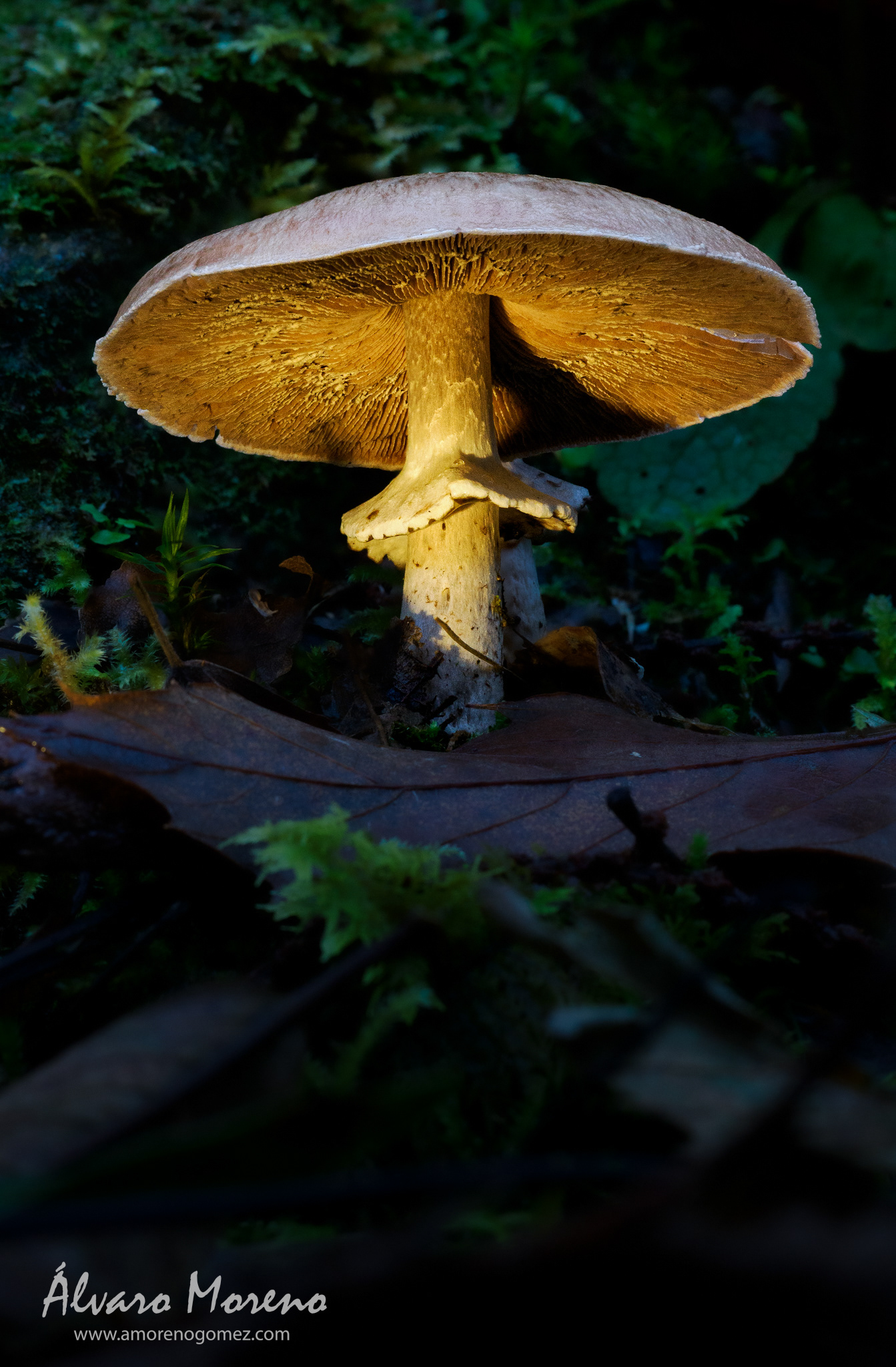 Seta iluminada con una pequeña linterna junto uno de los arroyo que alimenta el río Eume.