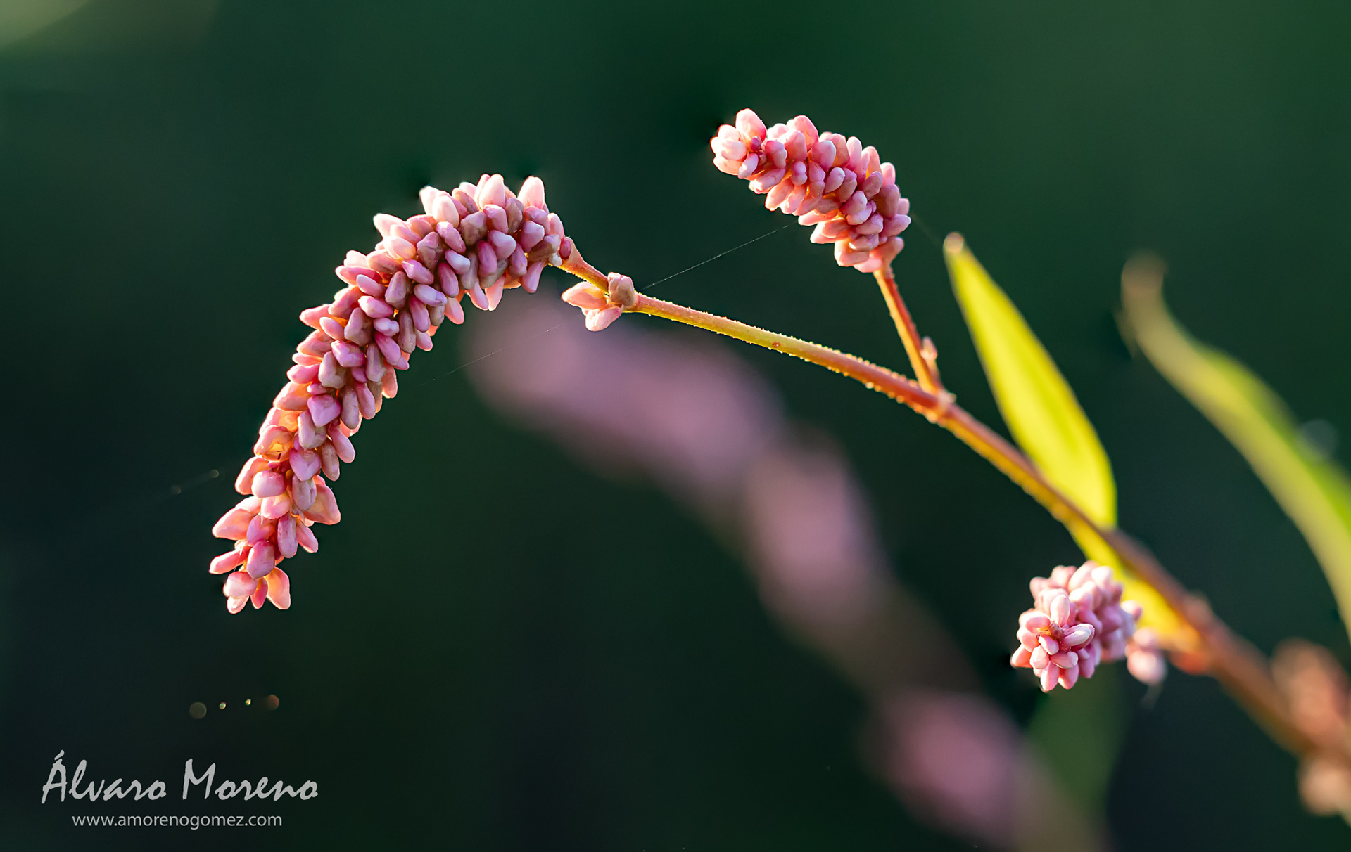 Persicaria al amanecer en un cauce de un canal de riego. Aplicado de enfoque.