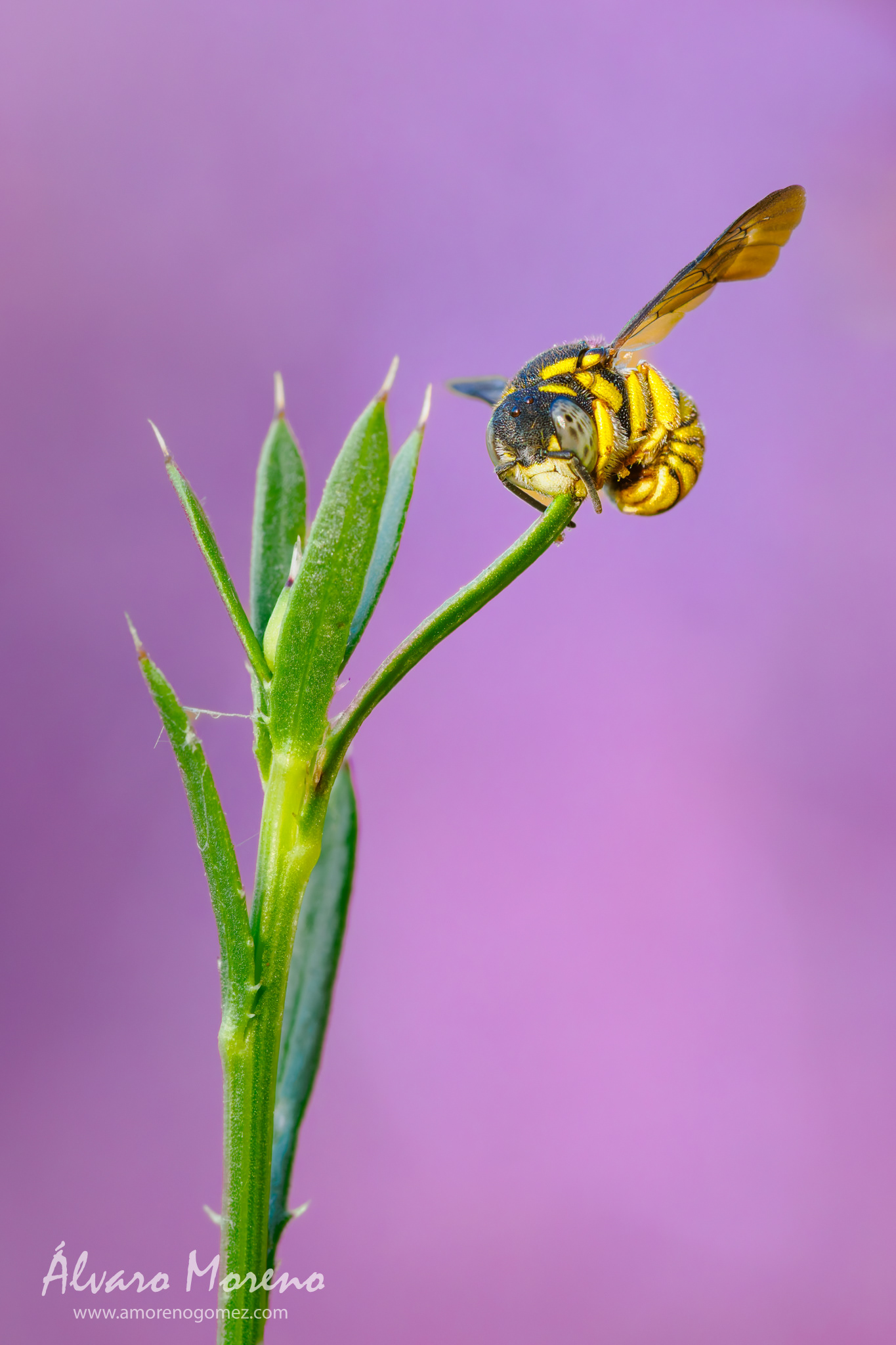 Macrofotografía de una abeja solitaria amarilla y negra, en posición de reposo sobre el extremo de un tallo verde, con fondo desenfocado de color púrpura.
