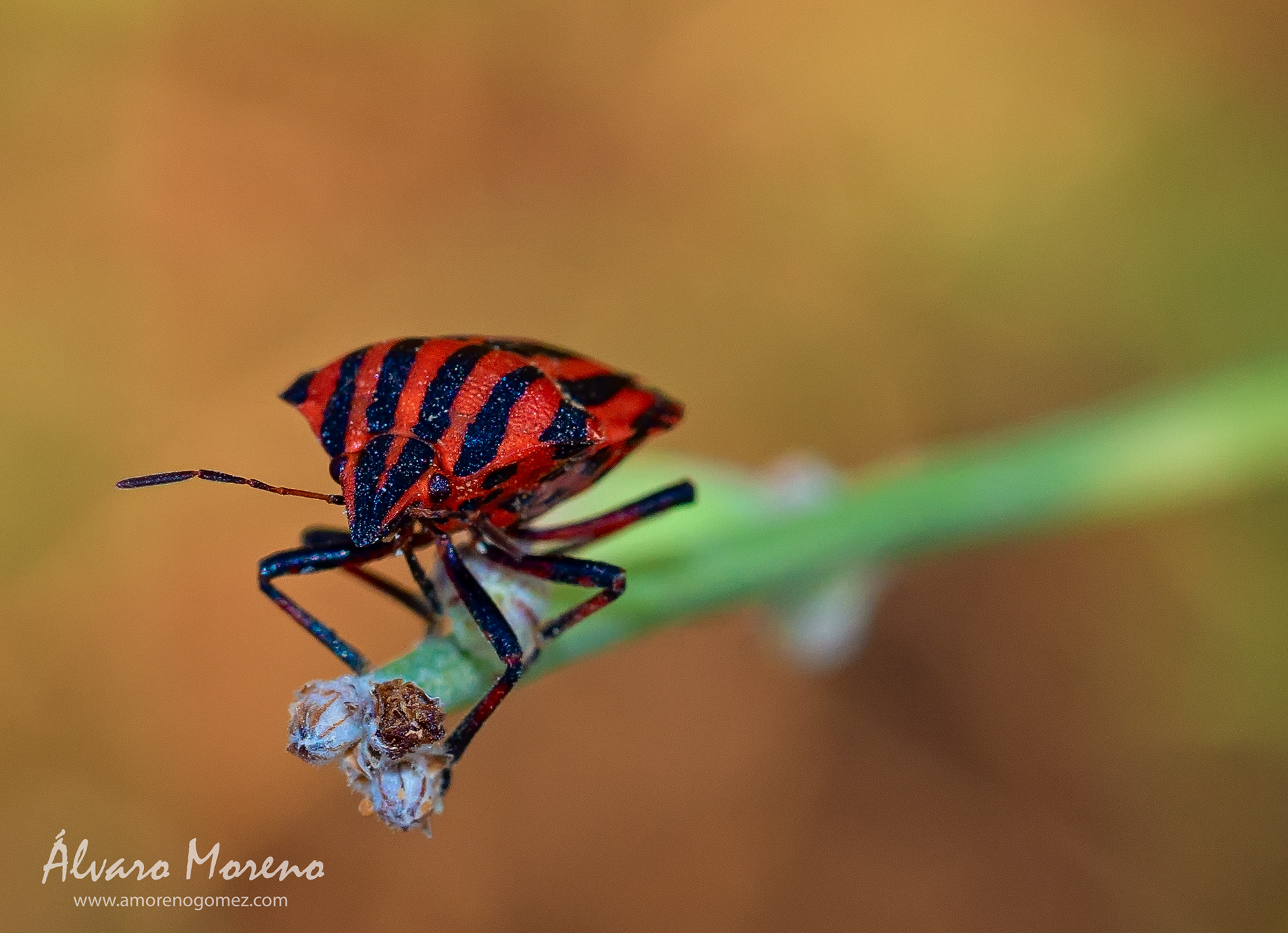 Chinche rayado llegando al final del camino.