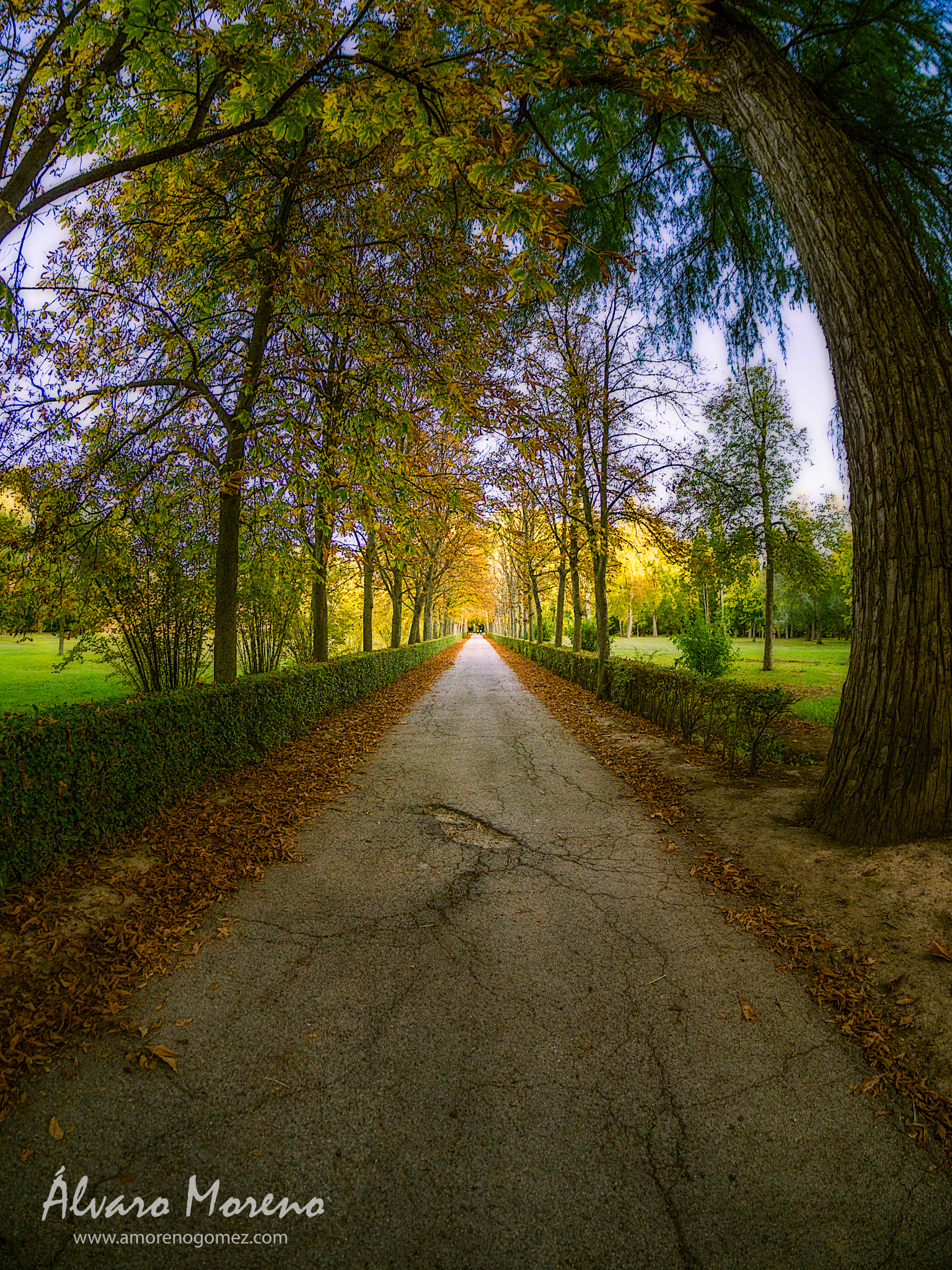 Camino en el Jardín del Príncipe de Aranjuez. Road in the Prince´s Garden of Aranjuez.