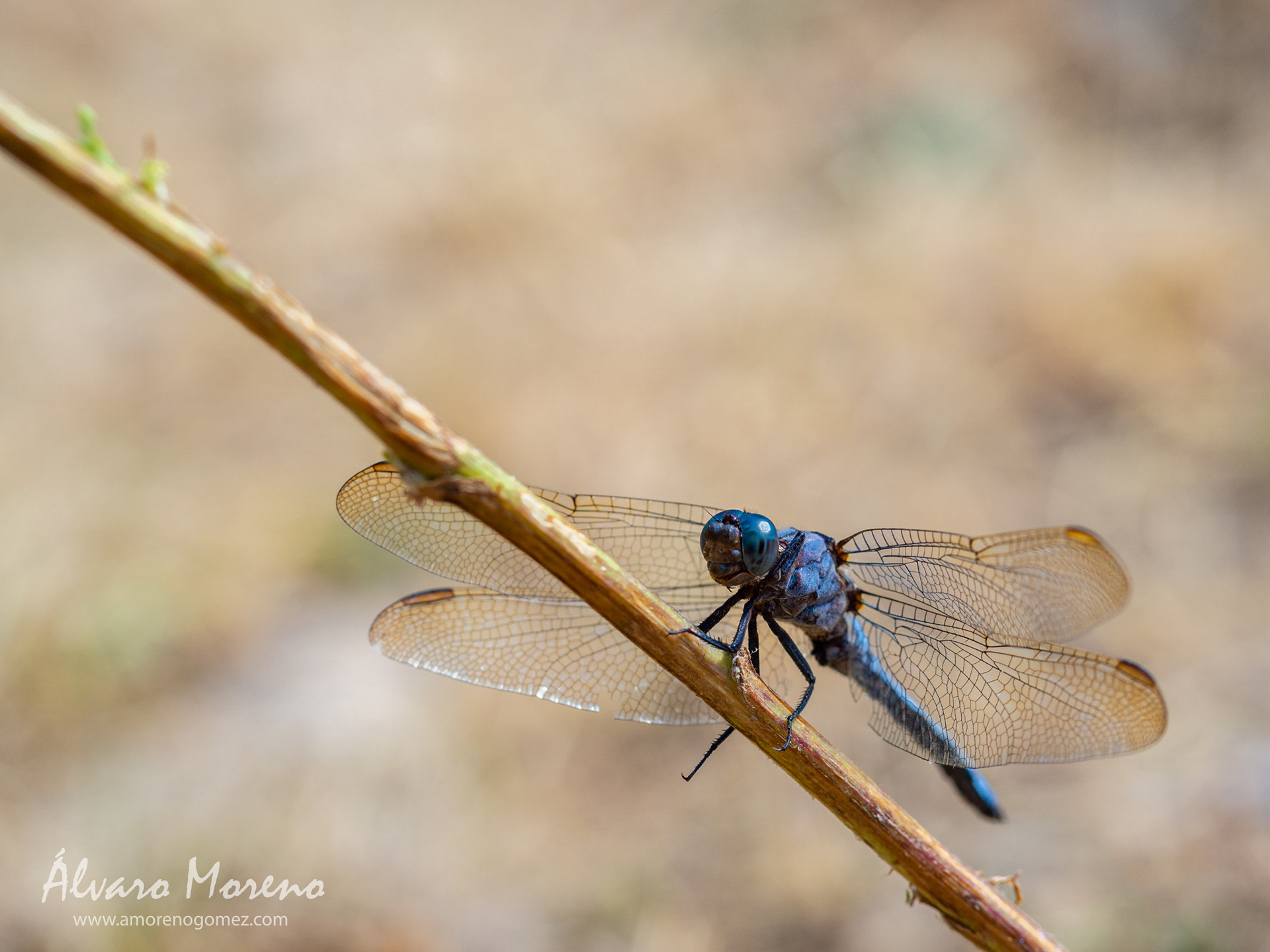 Libélula Orthetrum coerulescens calentandose al sol en una mañana fresca de verano en Valsaín.