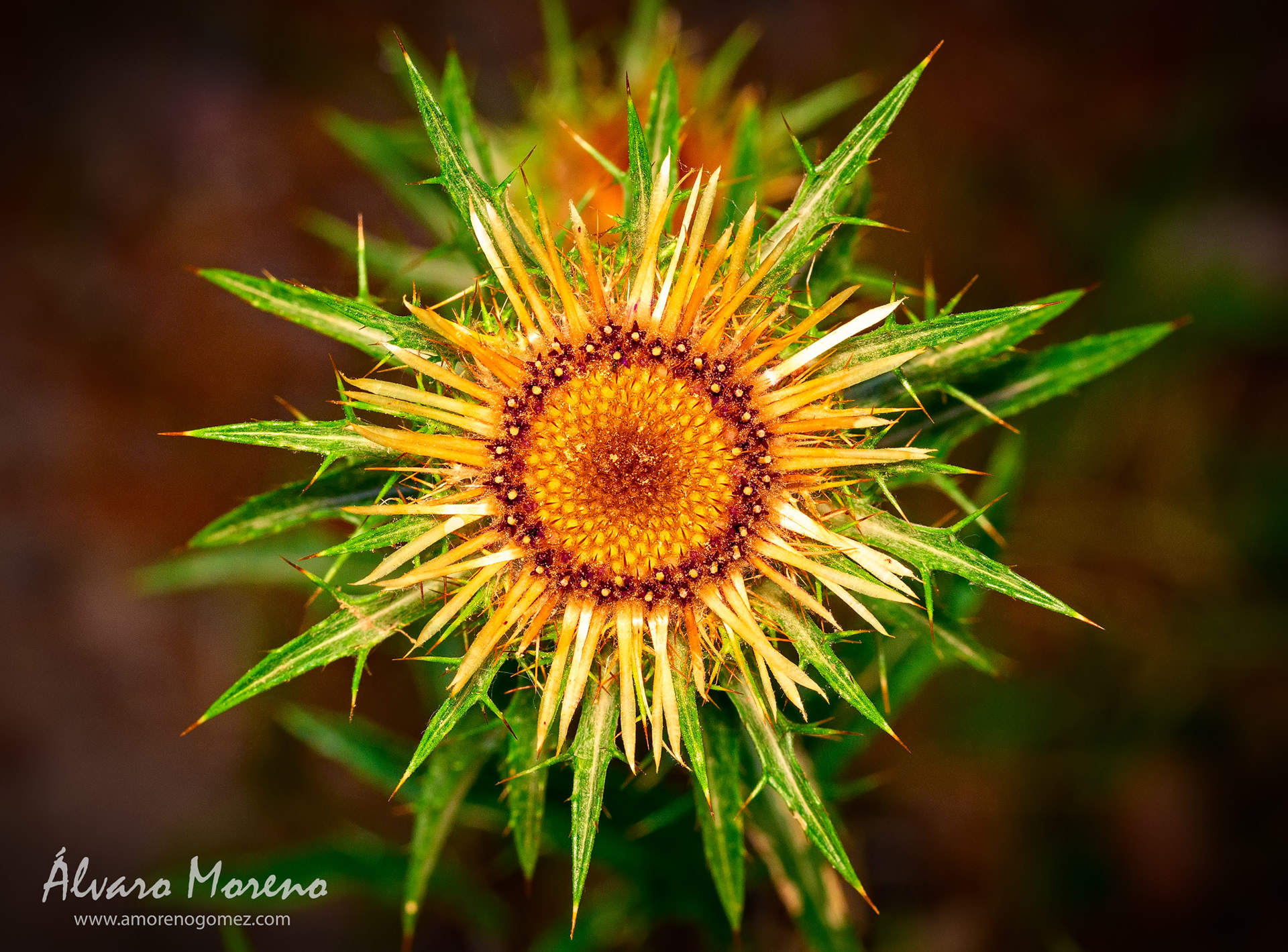 Flor cáduca de cardo.