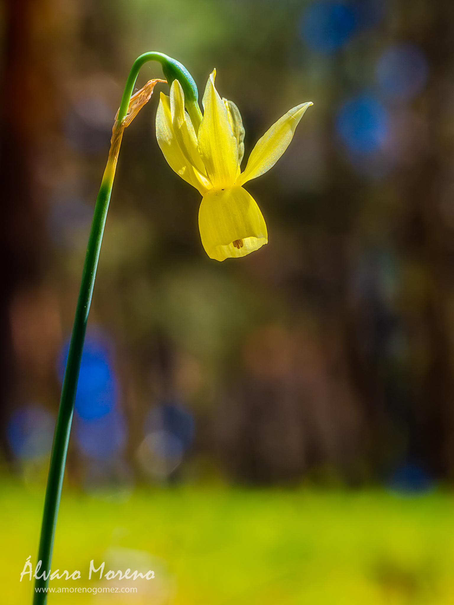 Narcissus triandrus en un prado de la Sierra de Guadarrama.