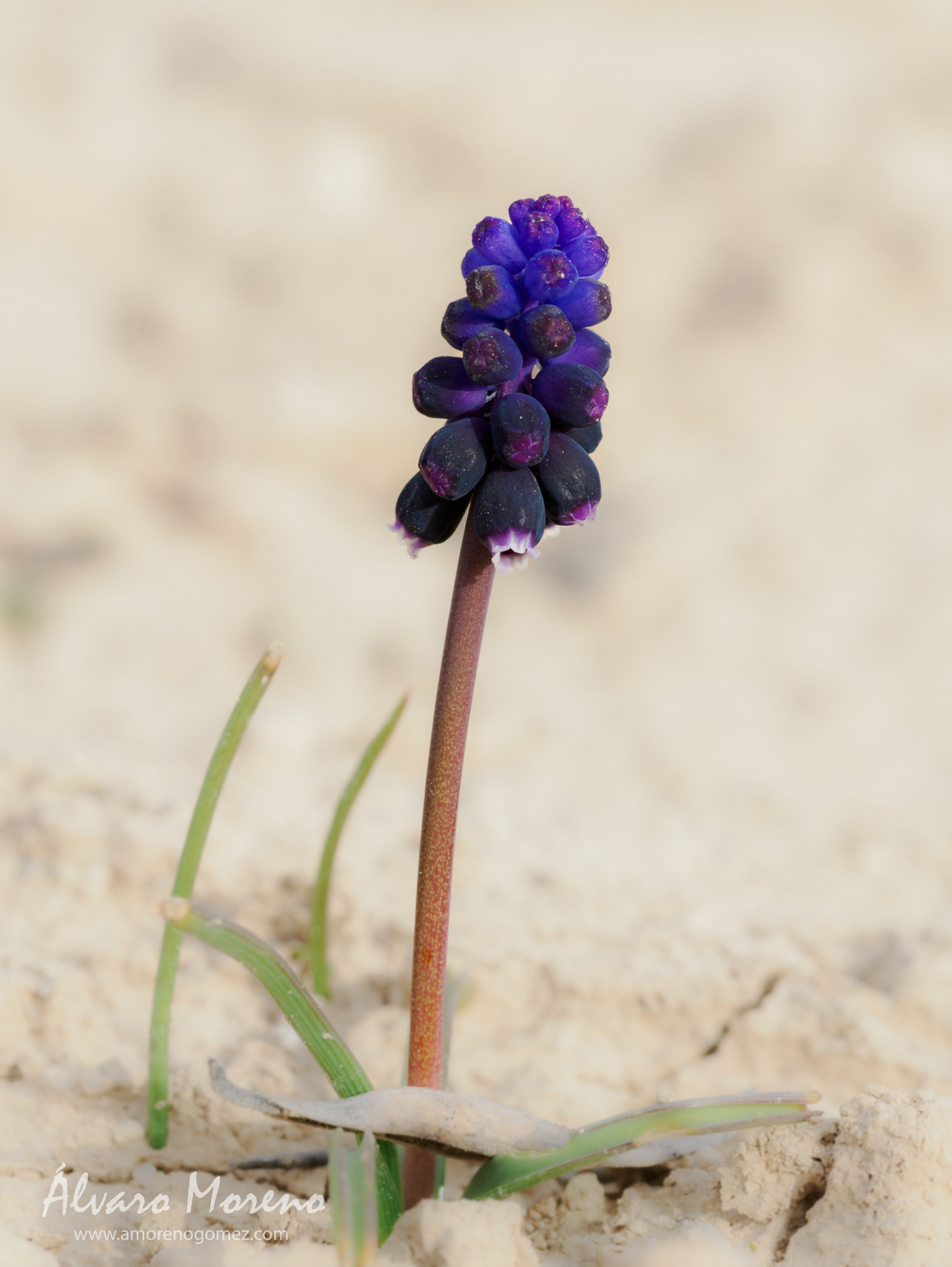 Flores de Nazarenos en un terreno árido