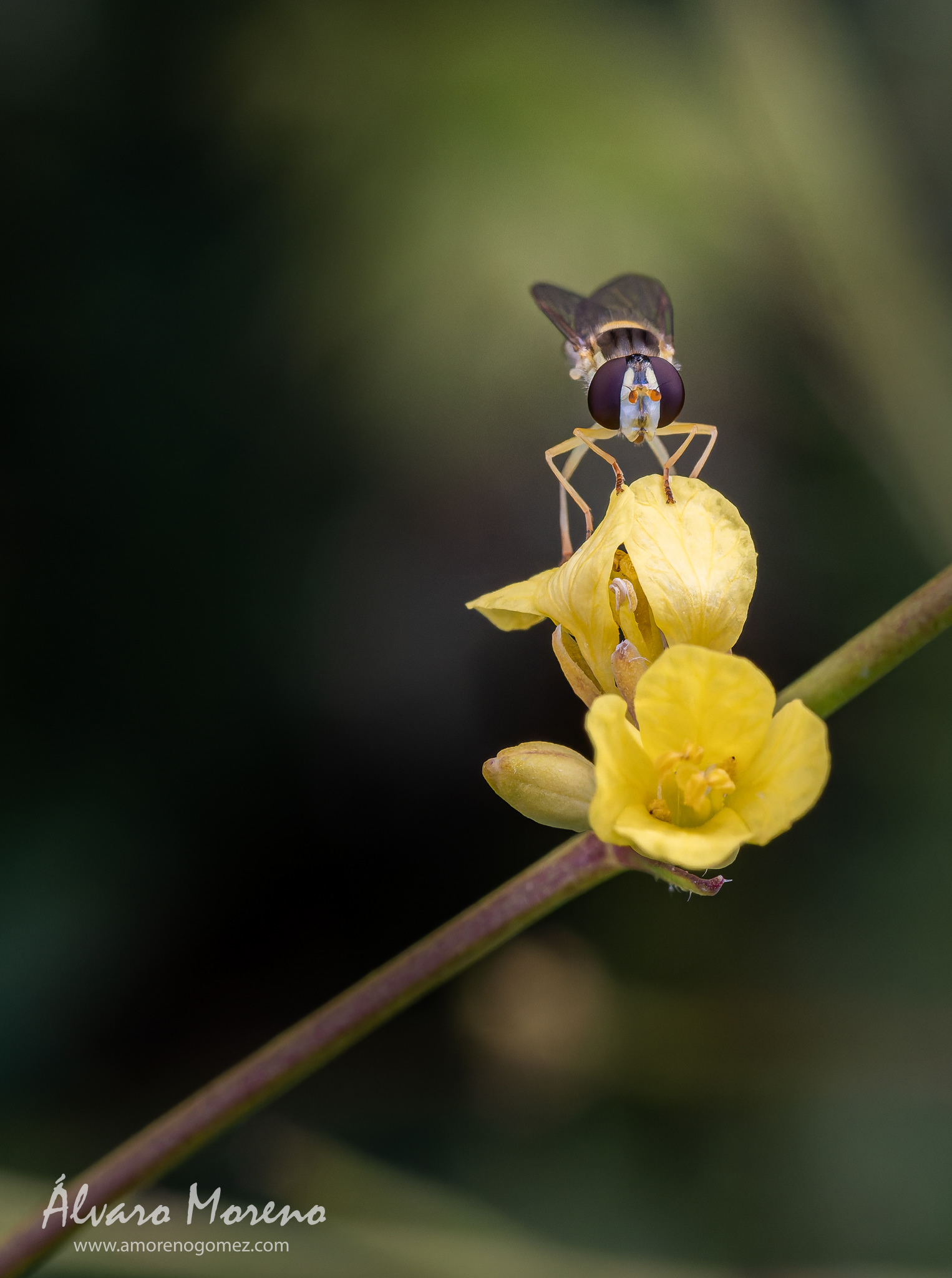 Sphaerophoria scripta descansando en una flor en un día ventos -- OM System OM-1 | M.Zuiko Digital ED 60mm F2.8 Macro -- ISO 3200 | 1/250 sec | f10 | 60mm