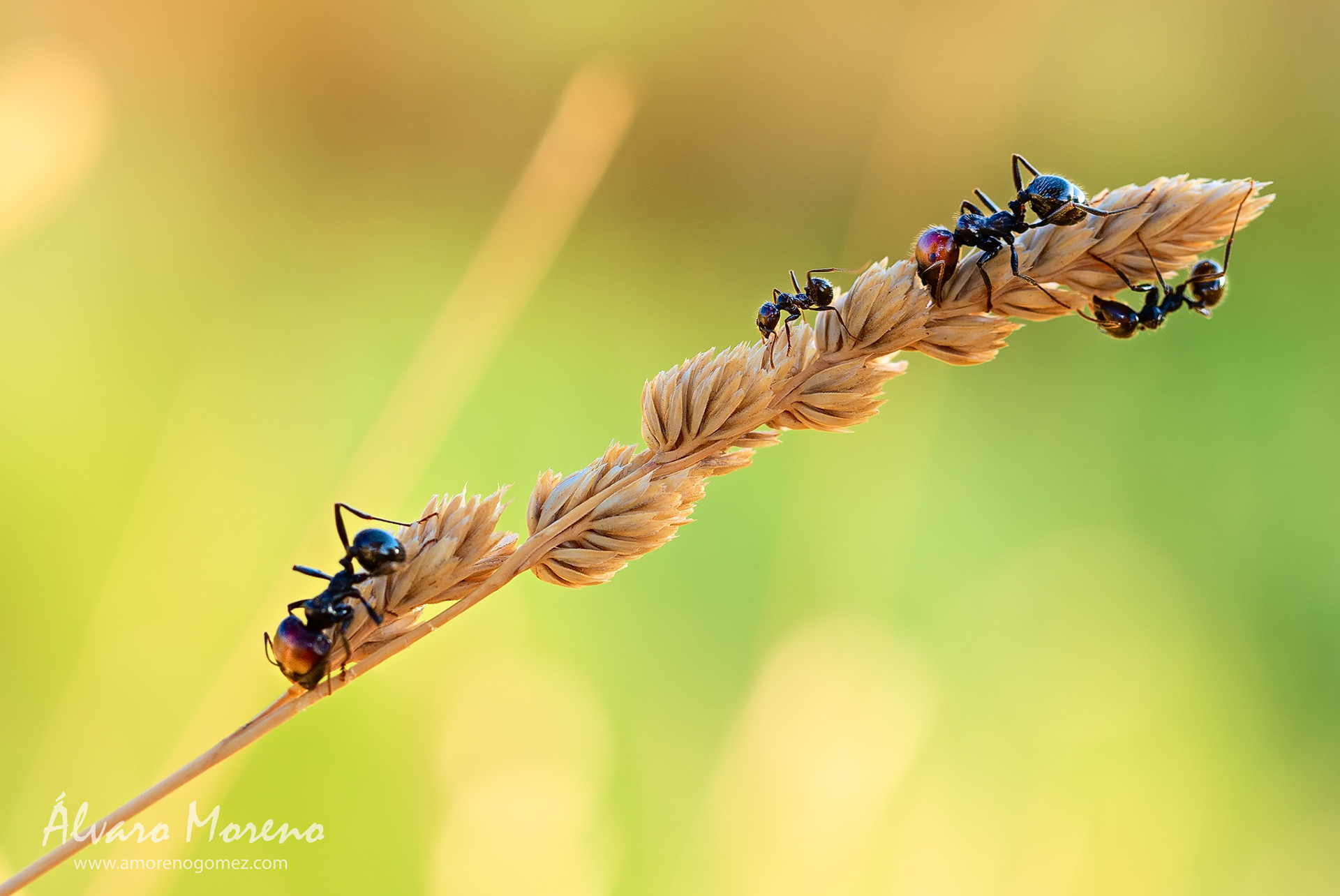 Recolectando alimento en el campo.
