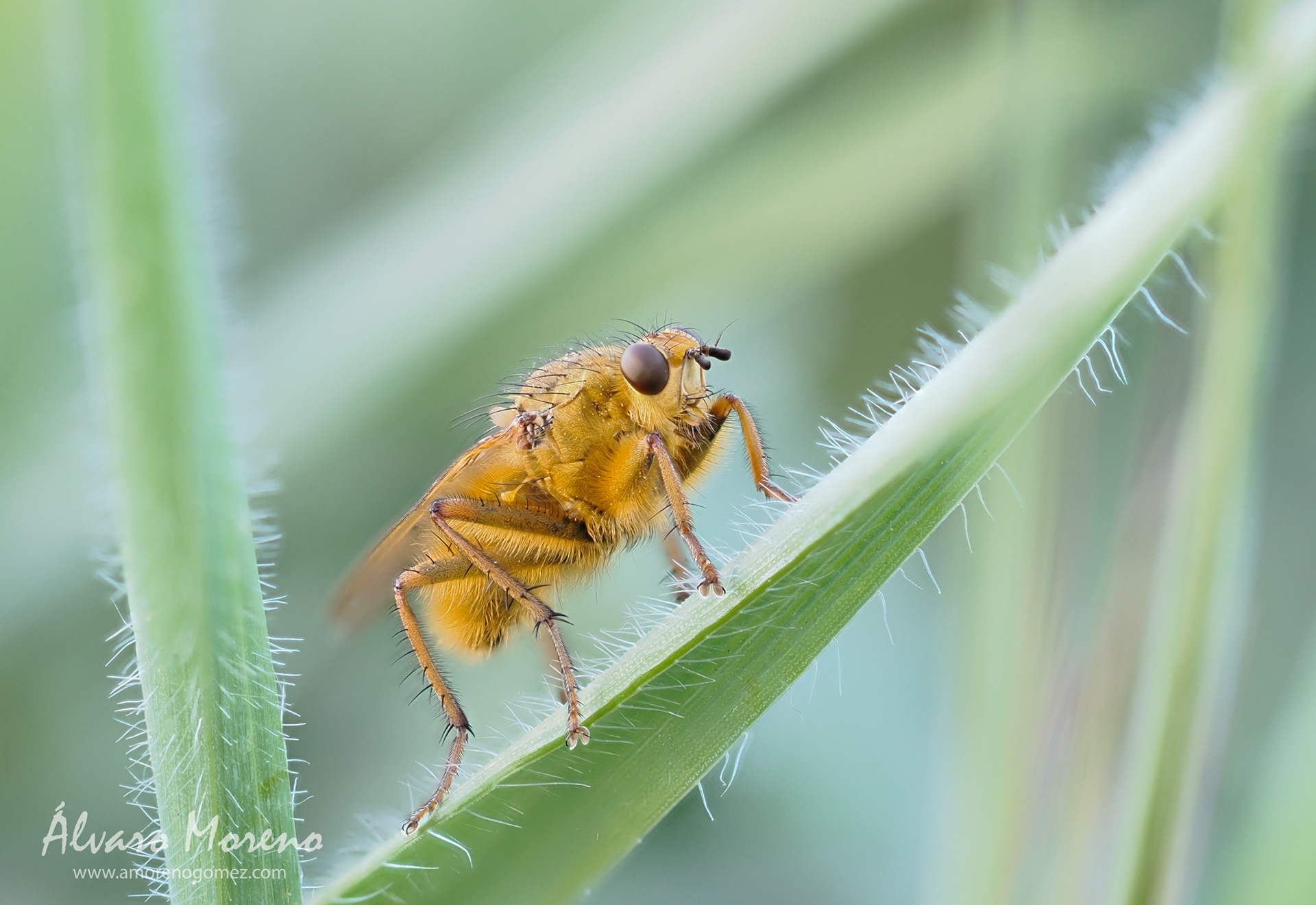 Mosca del estiercol a la sombra de un almendro. JPG directo de cámara realizada con aplicado de enfoque con la OM-1