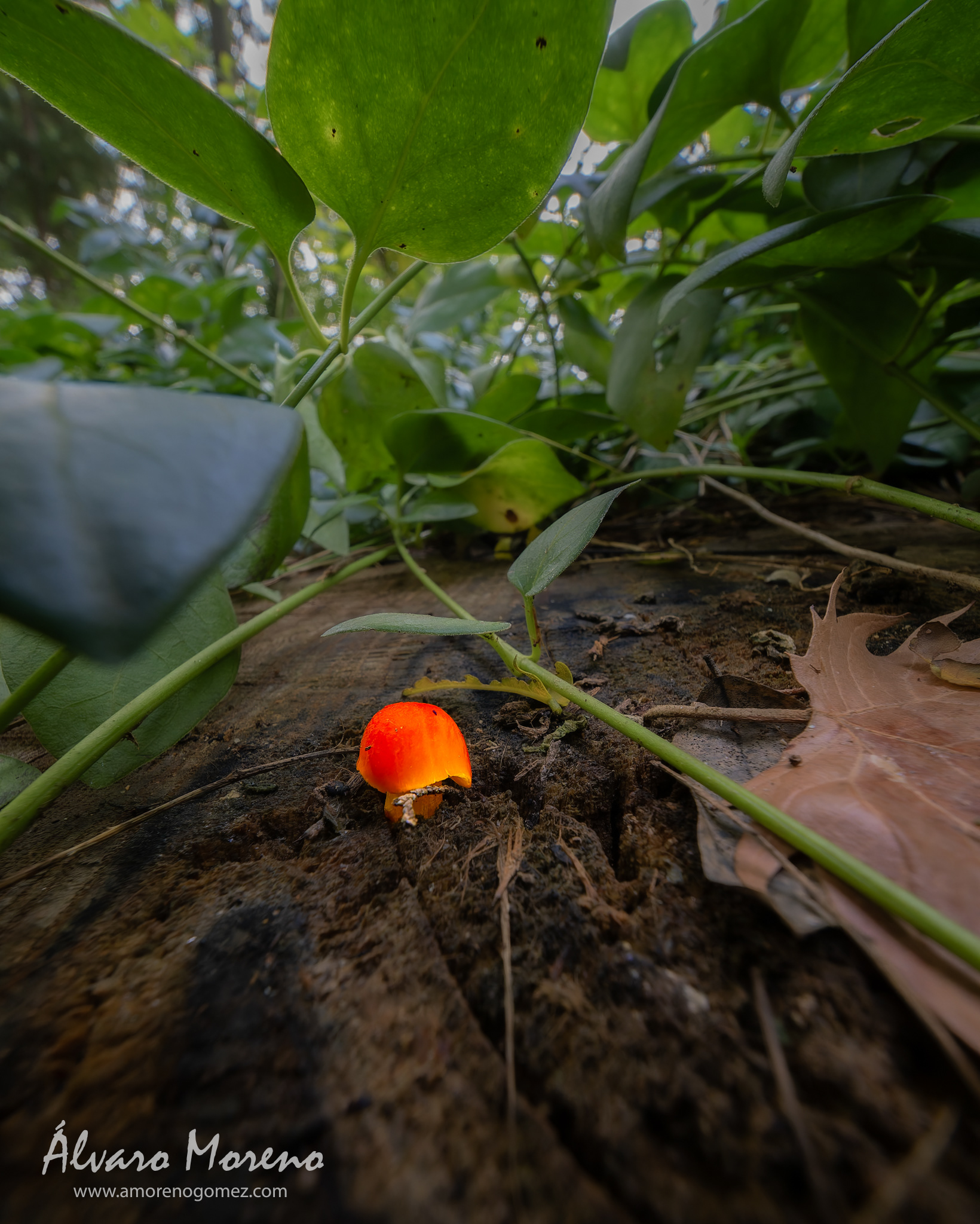 Llamativa seta en un tronco bajo plantas en el Jardín del Príncipe en Aranjuez, España -- OM System OM-1 | Laowa 6mm f/2 Zero-D MFT -- ISO 1600 | 1/30 sec | f5.6 | 6mm