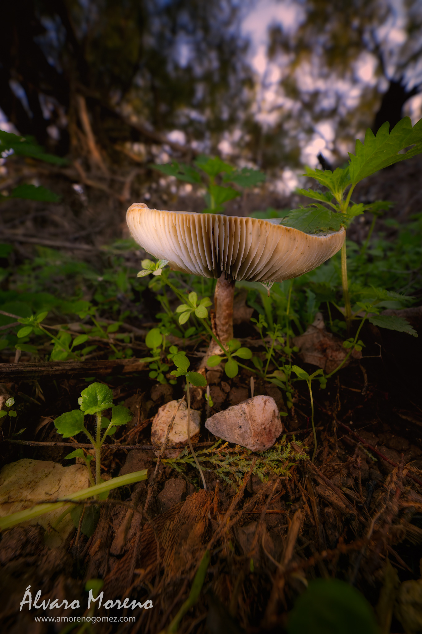 Seta al borde de un camino junto a un bosque de ribera< -- OM System OM-1 | Laowa 6mm f/2 Zero-D MFT -- ISO 1600 | 1/320 sec | f7.1 | 6mm