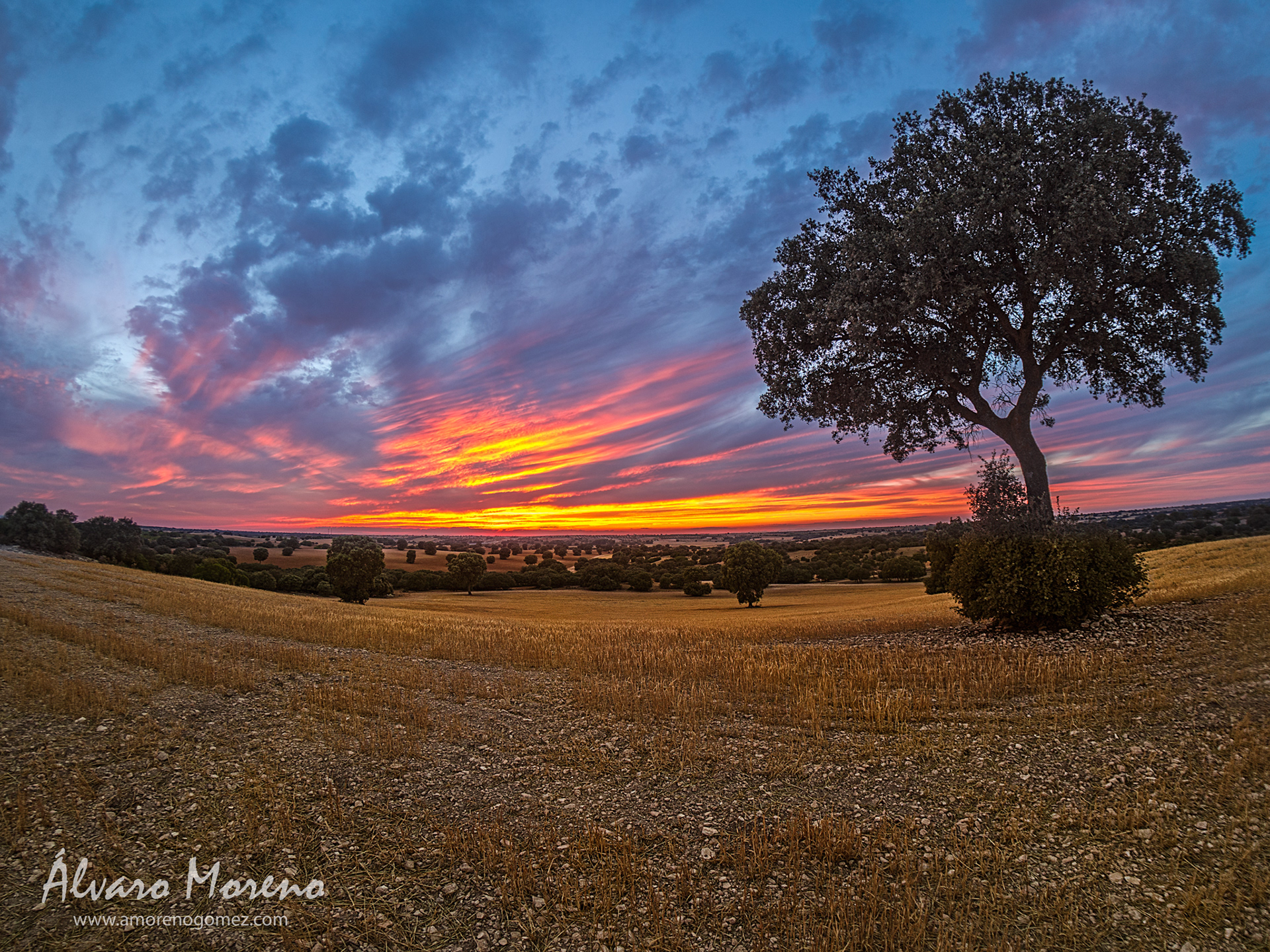 Encina en un campo cosechado al atardecer