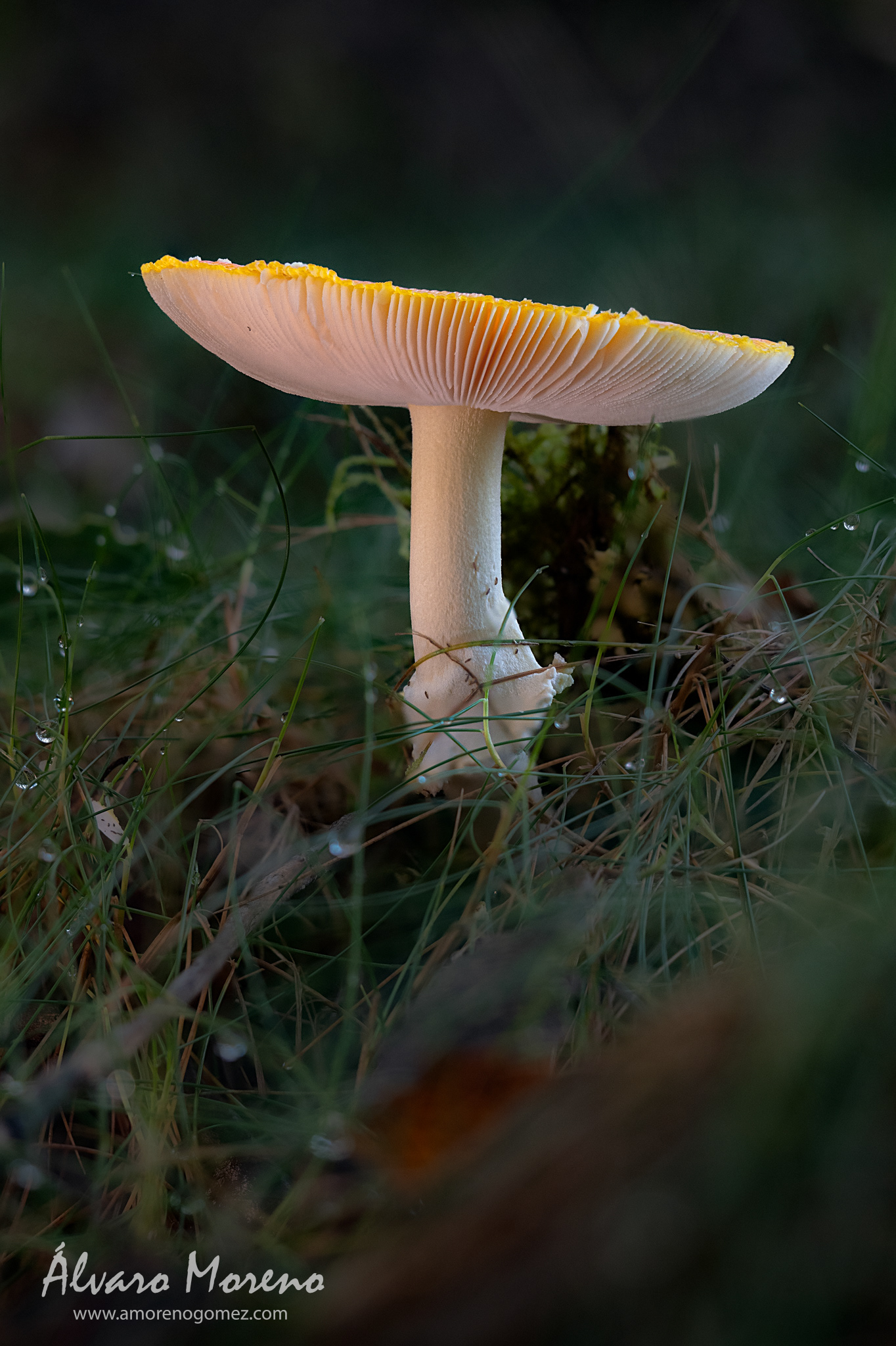 Amanita muscaria