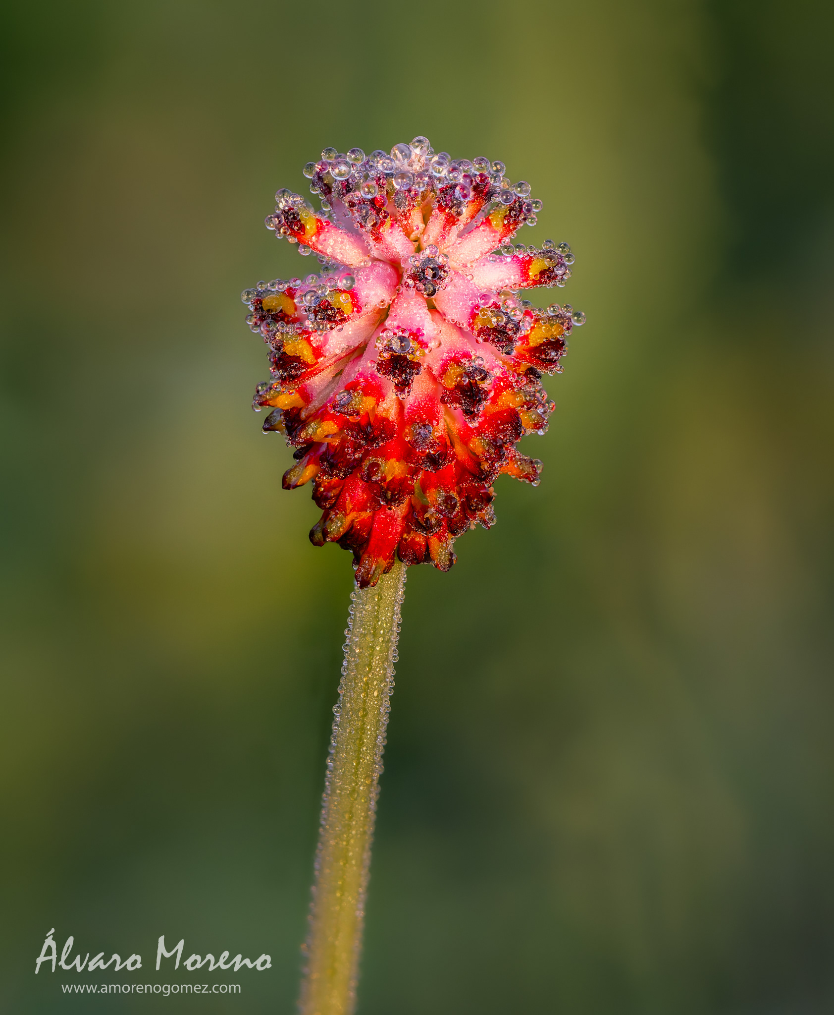 Un instante congelado en la frescura del amanecer. -- OM System OM-1 | M.Zuiko 60mm F2.8 Macro --  ISO 1600 | Apilado de enfoque | f3.5 | 60mm | 1/500 seg