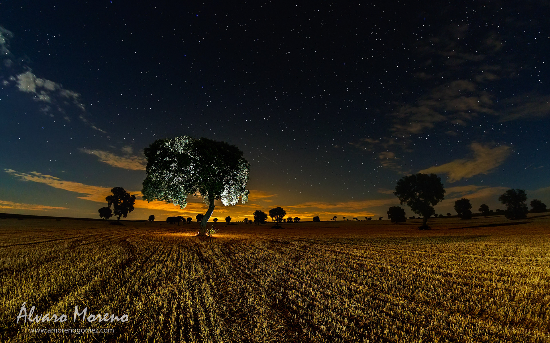 Árbol en campo disperso