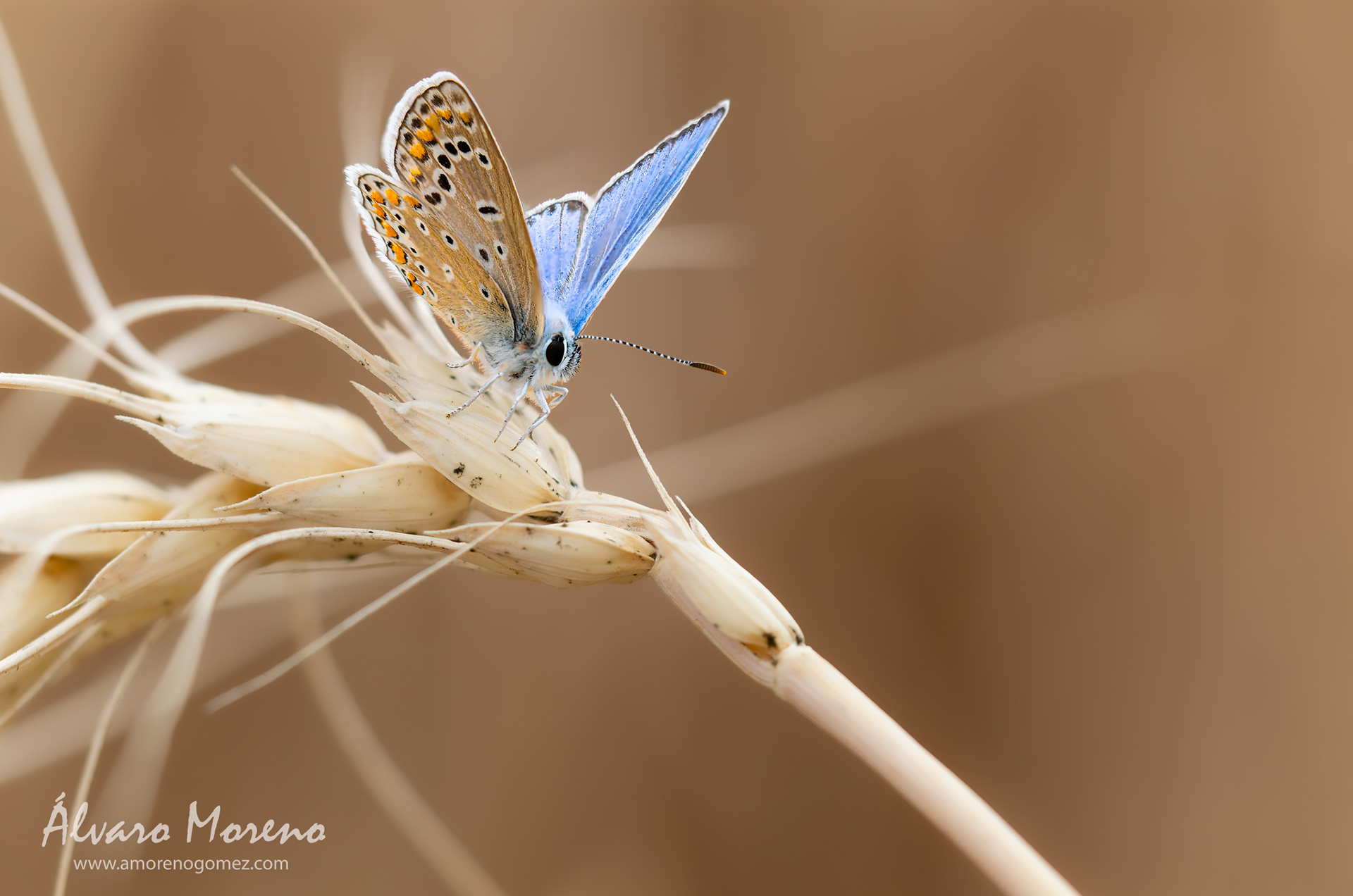 Mariposa Polyommatus posada en un nublado día sobre una espiga de trigo -- OM System OM-1 | M.Zuiko Digital ED 60mm F2.8 Macro -- ISO 800 | 1/3200 sec | f2.8 | 60mm
