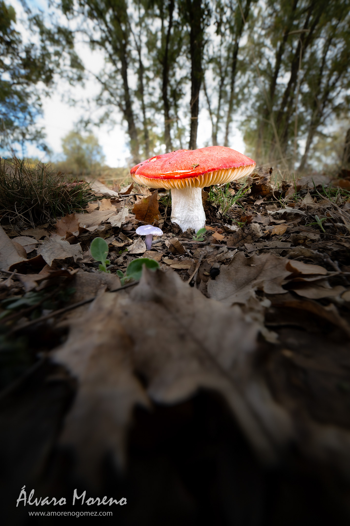 Pequeñas seta Lepista nuda junto a un ejemplar de Amanita muscaria -- OM System OM-1 | Laowa 6mm f/2 Zero-D MFT< -- ISO 1600 | 1/250 sec | f5.6 | 6mm