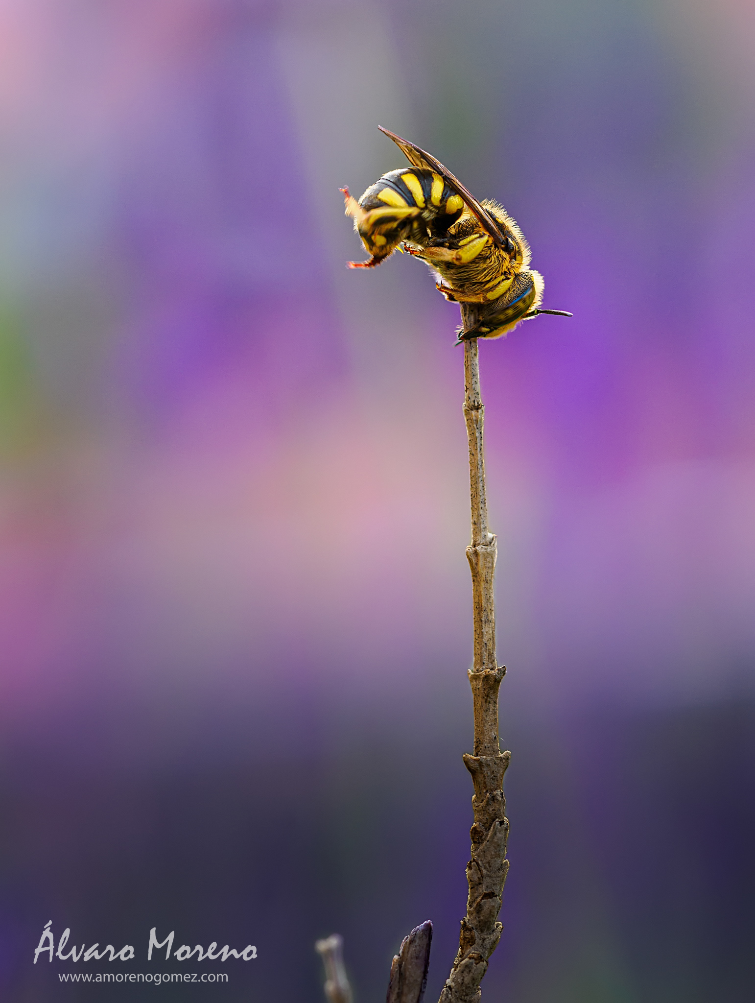 Abjeja Anthidium posada en una rama seca de lavanda al atardecer peparada para su sueño nocturno.