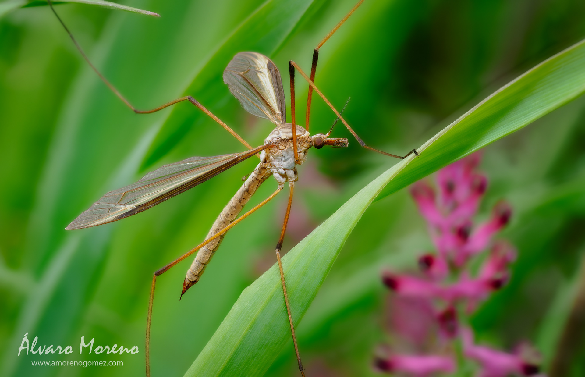 Tipúlido en primer plano --  OM System OM-1 | M.Zuiko 60mm F2.8 Macro --  ISO 800 | Apilado de enfoque | f8.0 | 60mm | 1/100 seg