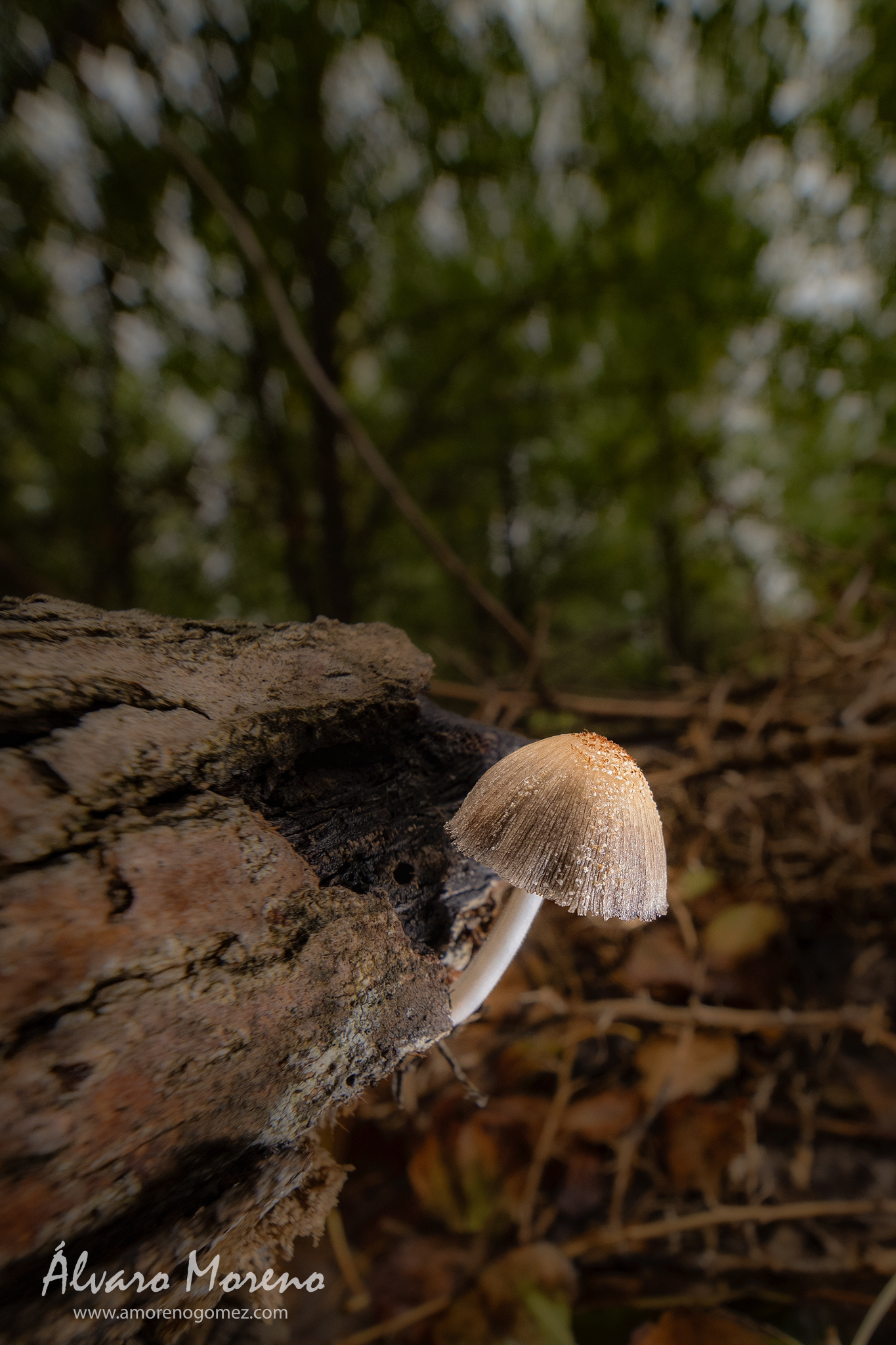 Probando el Laowa 6mm F2.0 en el bosque -- OM System OM-1 | Laowa 6mm f/2 Zero-D MFT -- ISO 1600 | 1/25 sec | f6.3 | 6mm | HDR