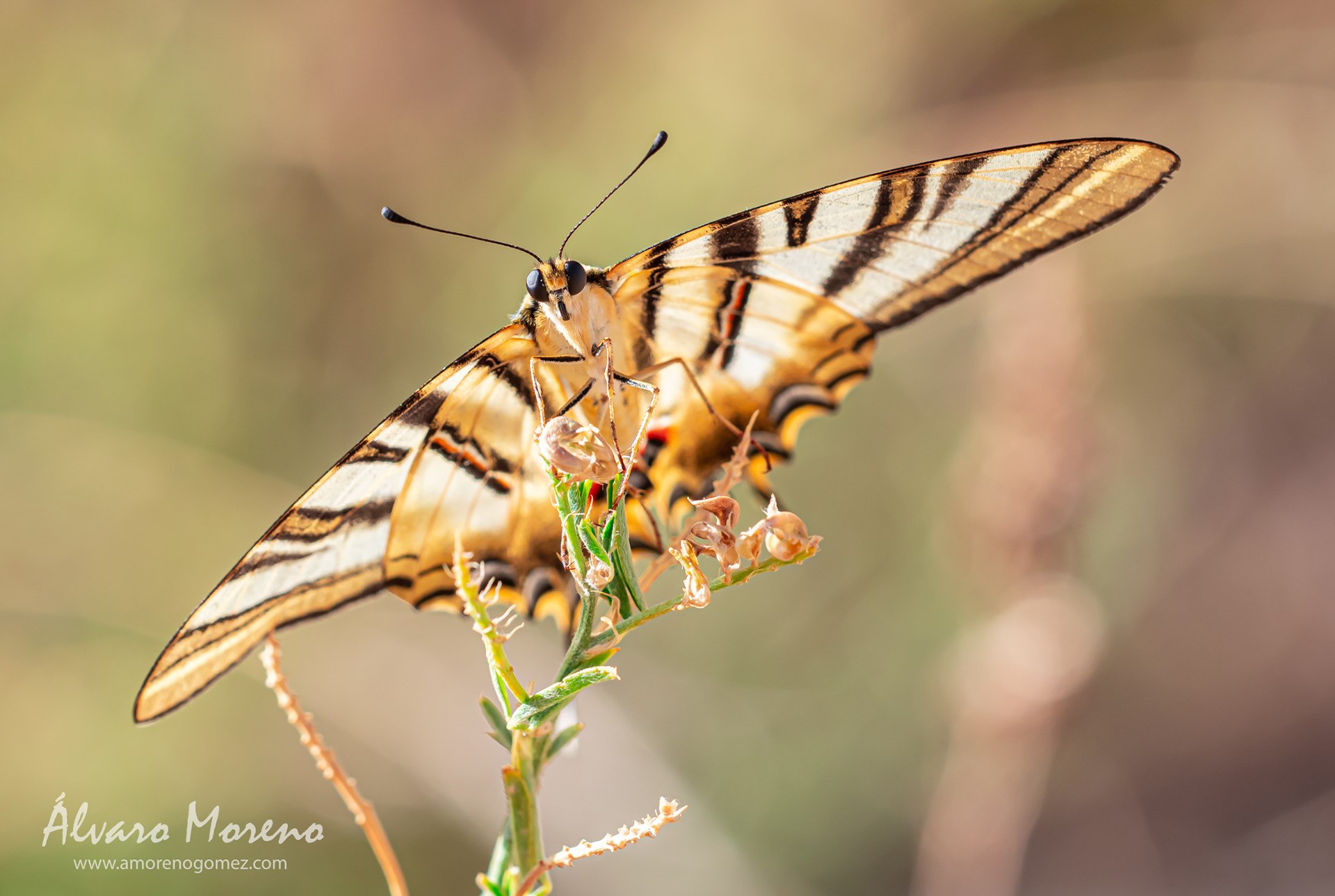 Iphiclides feisthamelii posada al atardecer en las runas del castillo de Pelegrina, pedanía de Sigüenza, Guadalajara
