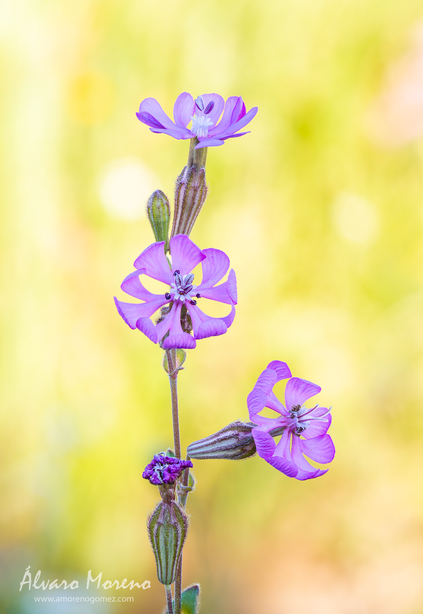 Silene colorata al atardecer por los caminos llenos de vida tras las lluvias de las semanas pasadas -- OM System OM-1 | M.Zuiko Digital ED 60mm F2.8 Macro -- ISO 1000 | 1/160 sec | f7.1 | 60mm | Focus stacking