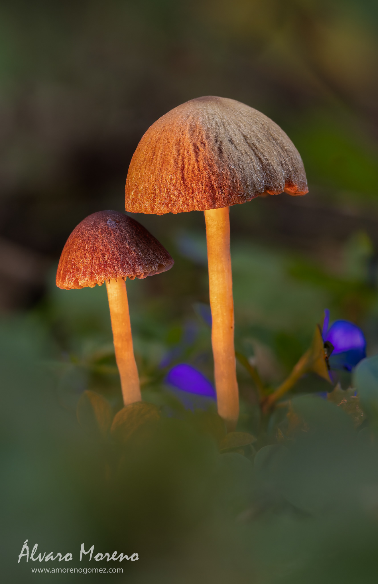 Pequeñas setas iluminadas con focos en la penumbra de un bosque -- OM System OM-1 | M.Zuiko Digital ED 60mm F2.8 Macro -- ISO 1600 | 1/1250 sec | f5.0 | 60mm