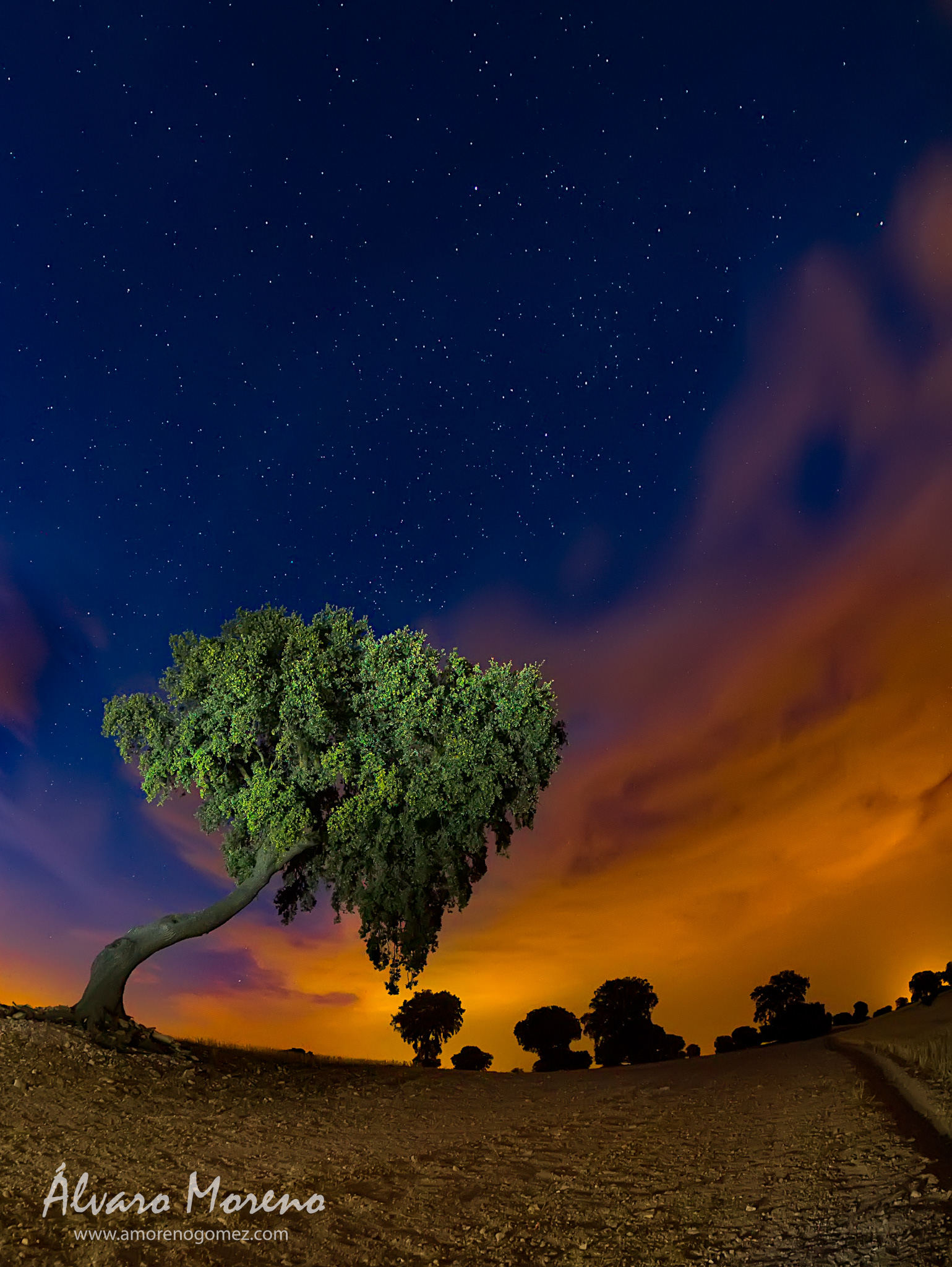 Holm oak in a field of cultivation. Illuminated with cold flashlight the tree and warm flashlight in ground. Encina en un campo de cultivo. Iluminada con linterna fría el árbol y cálida en suelo.