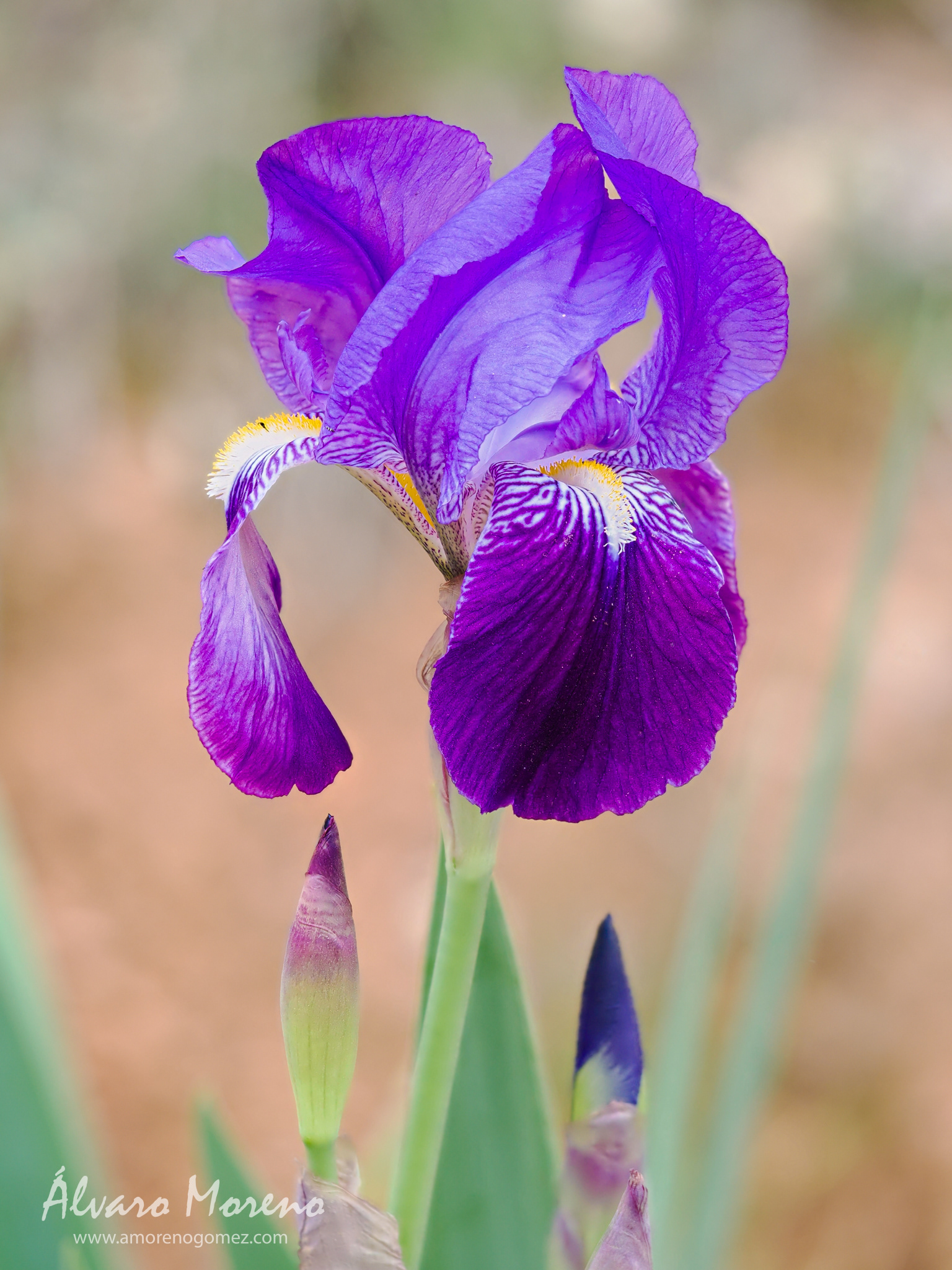 Flor de Iris en un lateral de la carretera GU-188 que lleva al dique del collado lateral del embalse de El Vado.