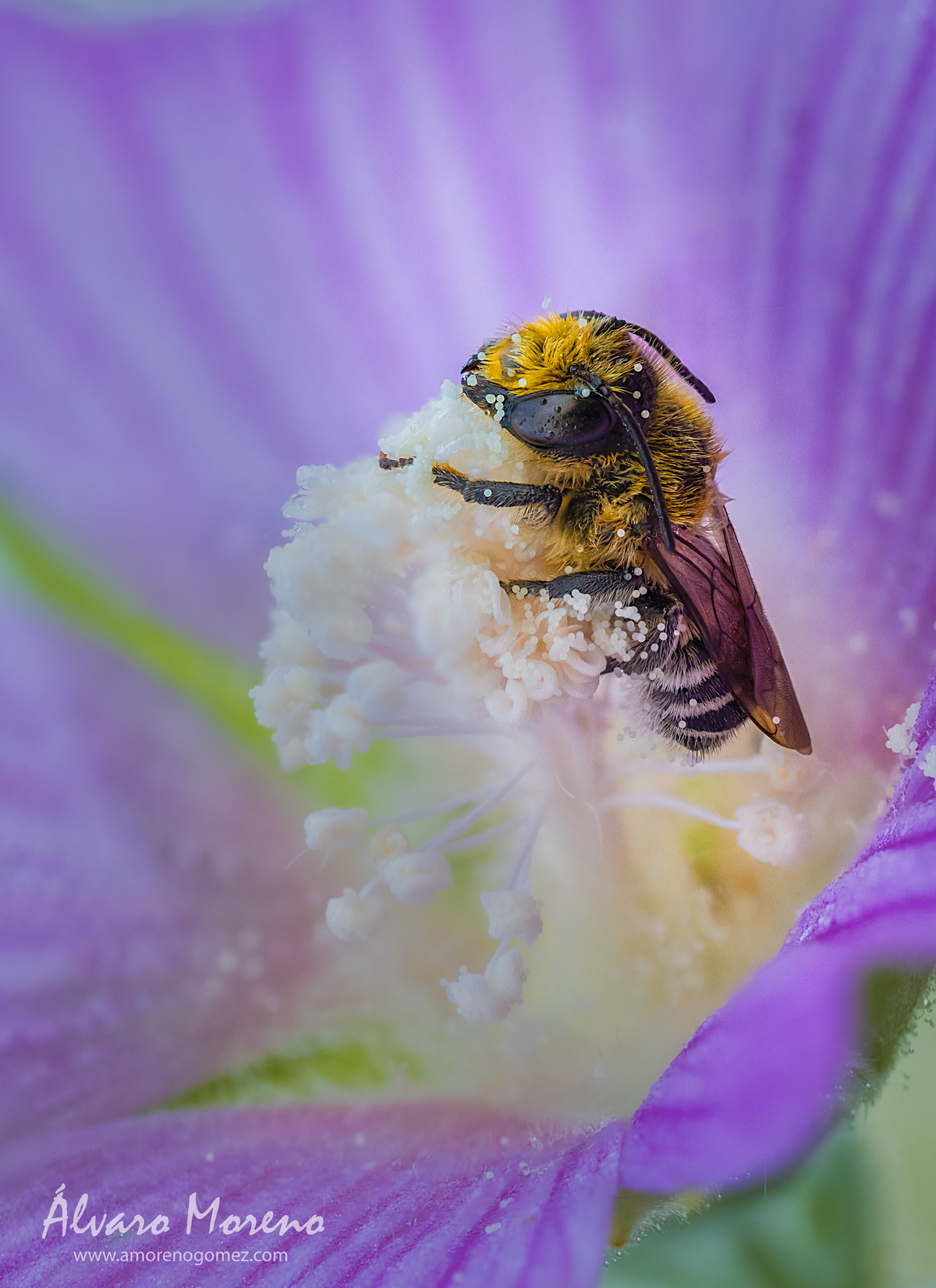 Abeja durmiendo al amanecer
