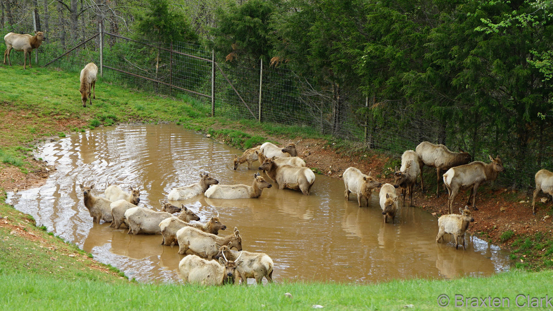Elk water