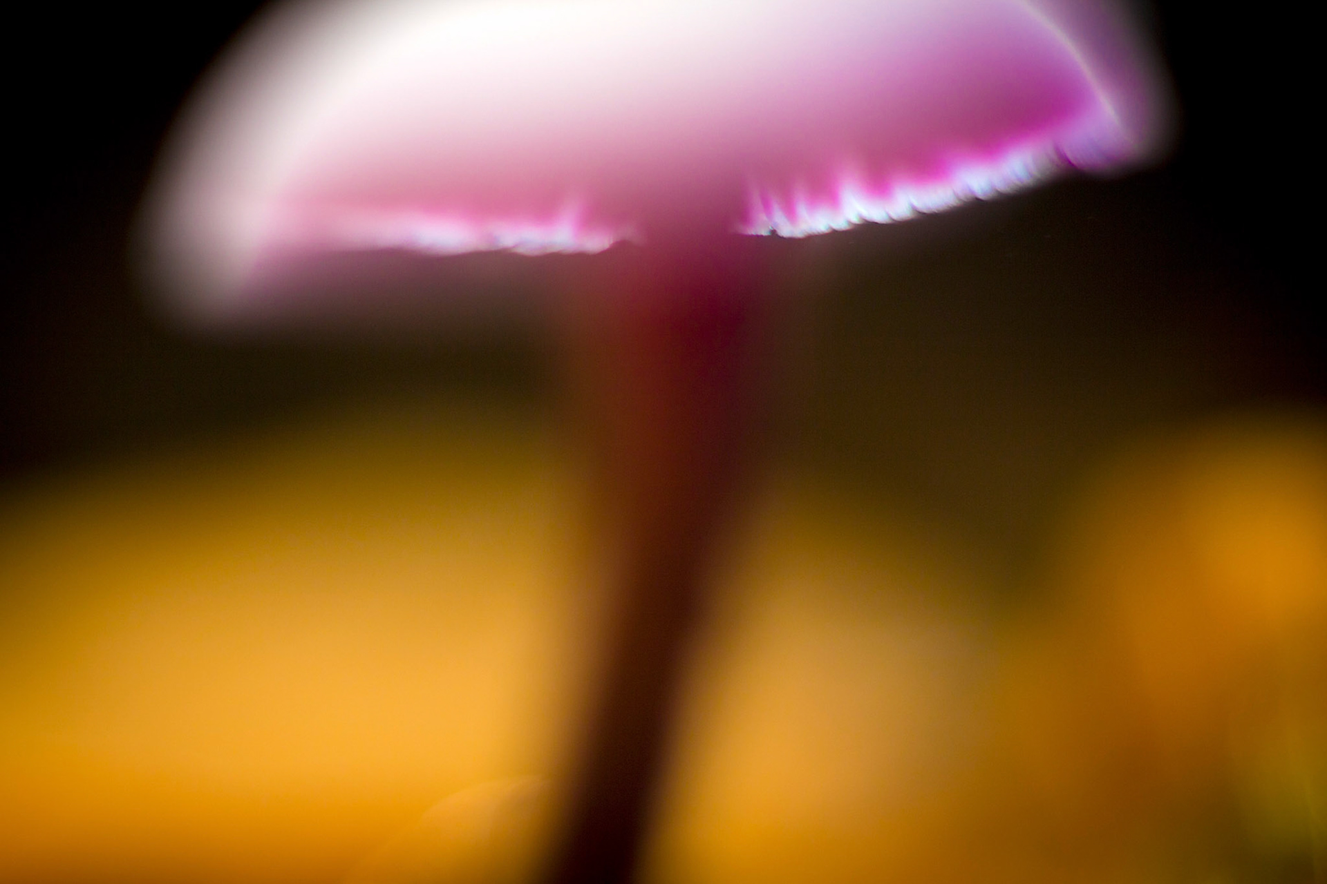 EF 50mm 1.4 op APS-C