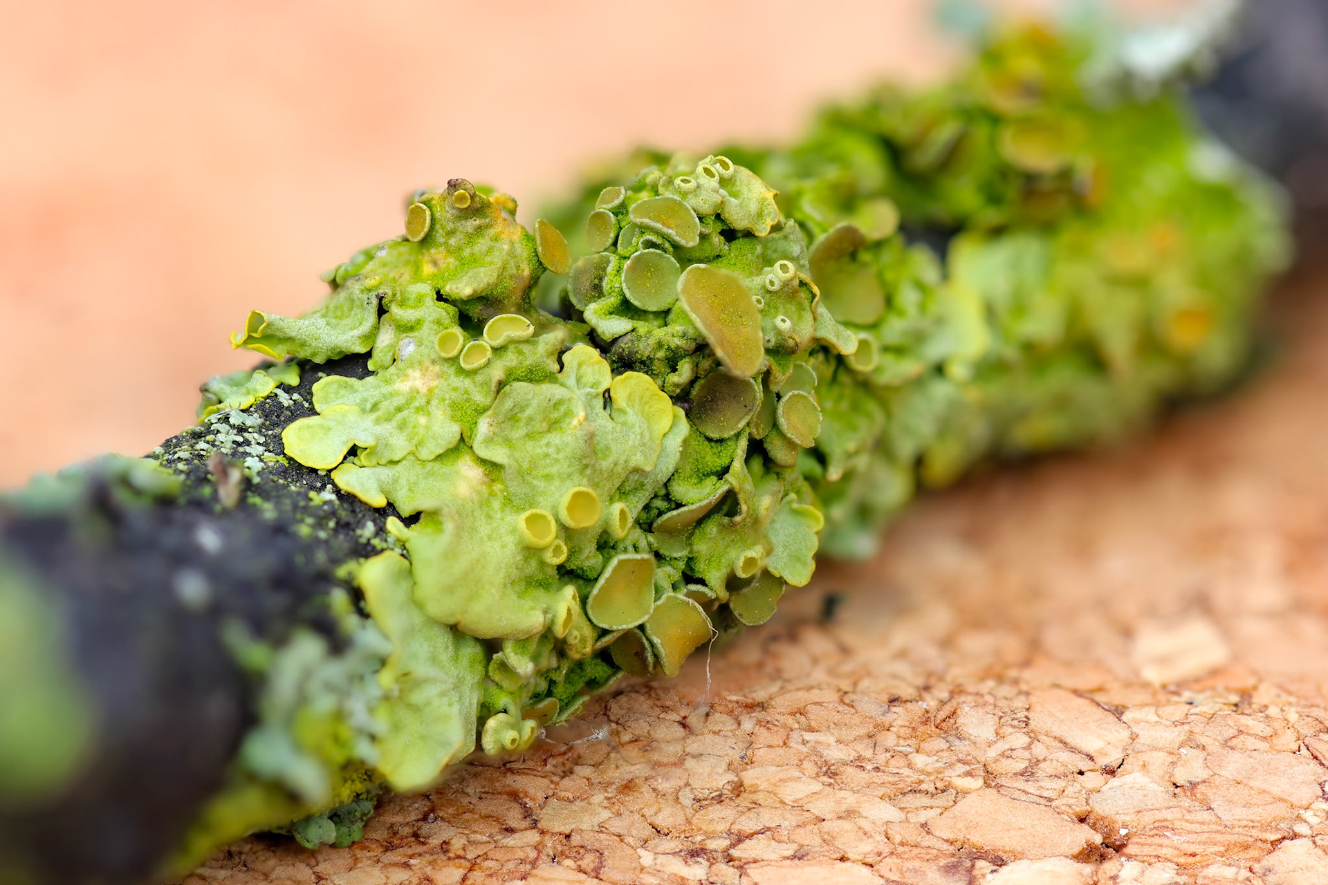 Focus stack in camera