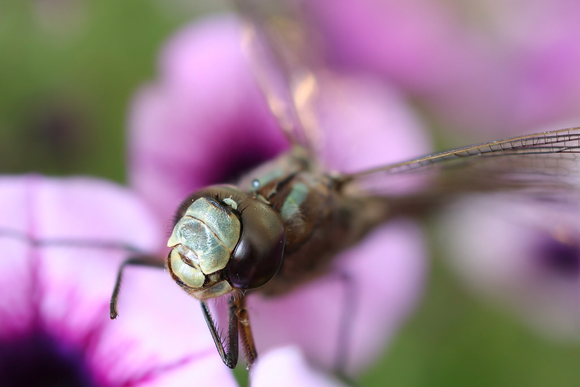 Focus stack gemaakt in-camera