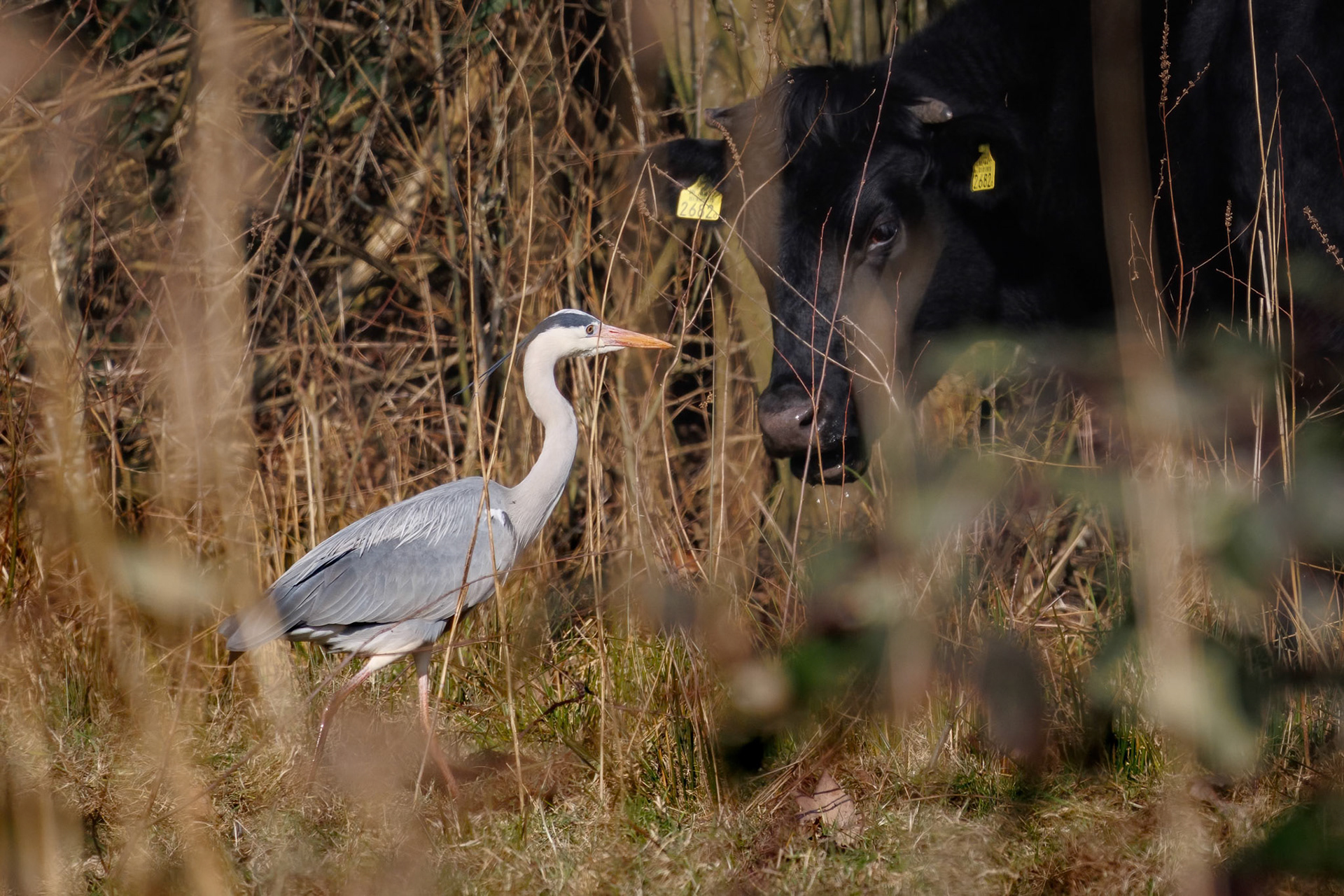 AF kiest reiger en wordt niet afgeleid door grassprieten.