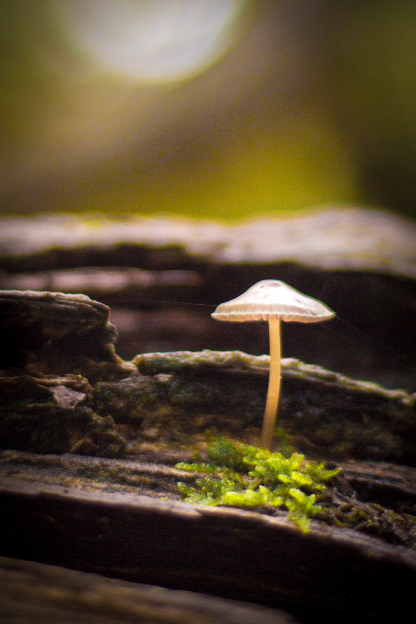 EF 50mm 1.4 op APS-C