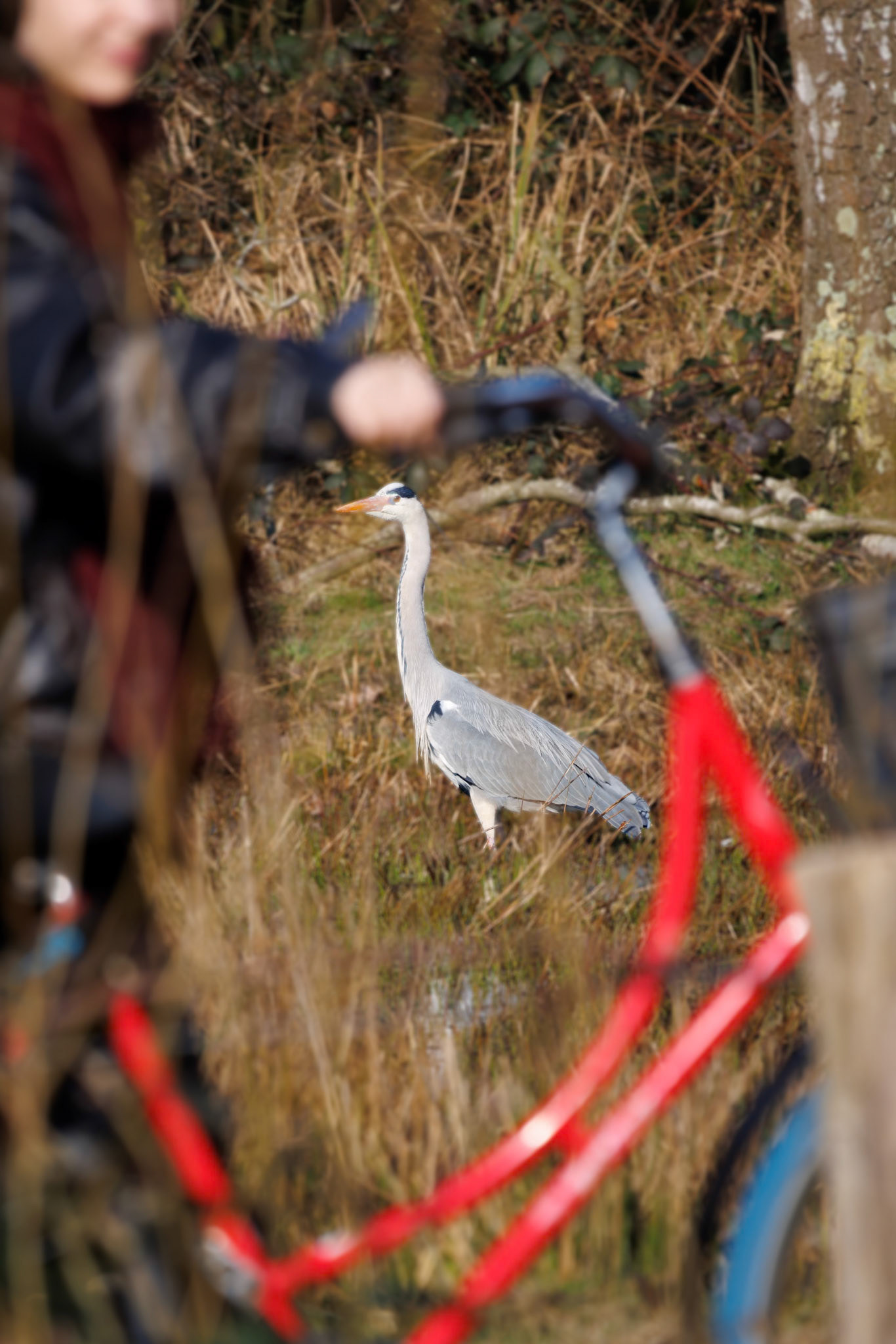 AF houdt reiger vast, terwijl fietser door het beeld loopt,