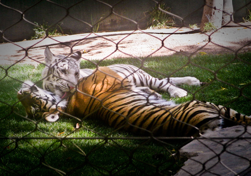 Secret Garden - Las Vegas