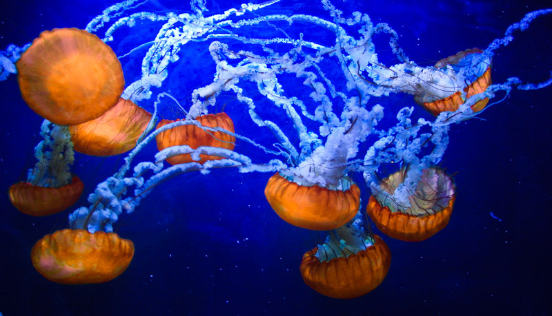 Akvarium - San Francisco