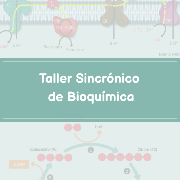 TALLER SINCRÓNICO DE BIOQUÍMICA