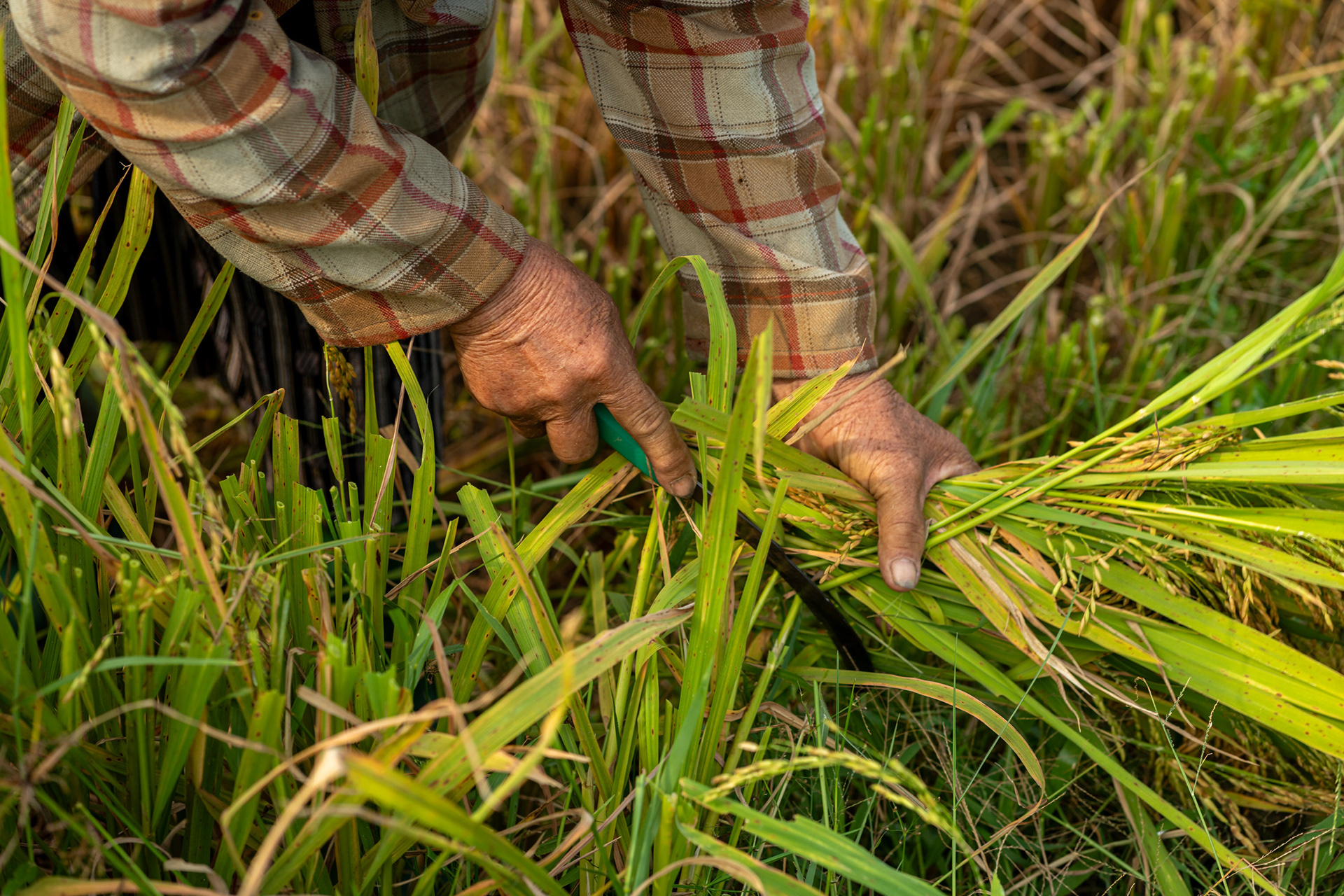 Thăng An — hand cutting rice