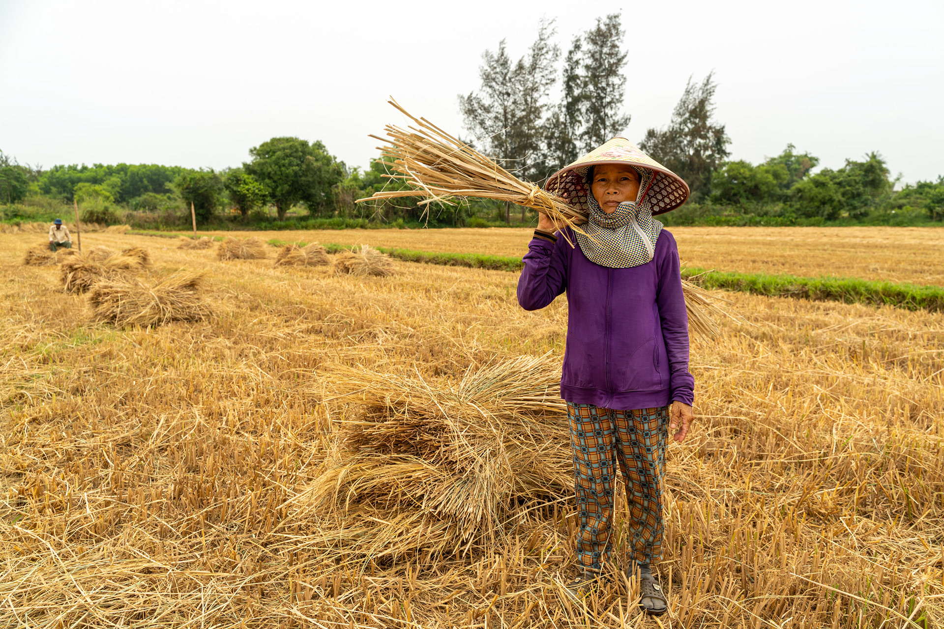 Farmer transporting cut hay along rural road in Duy Nghĩa, Quảng Nam near Hoi An