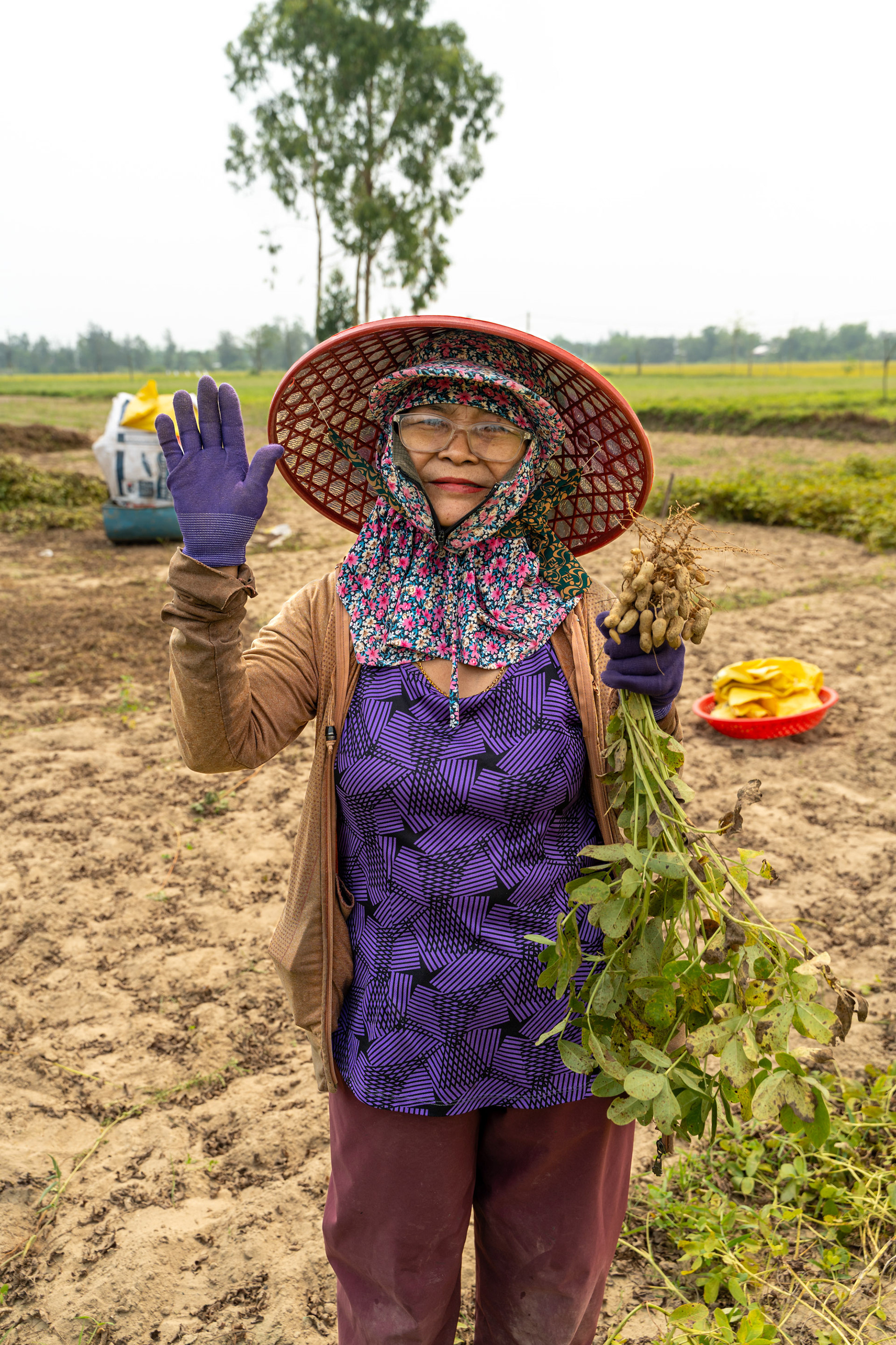 Duy Nghĩa — peanut harvest